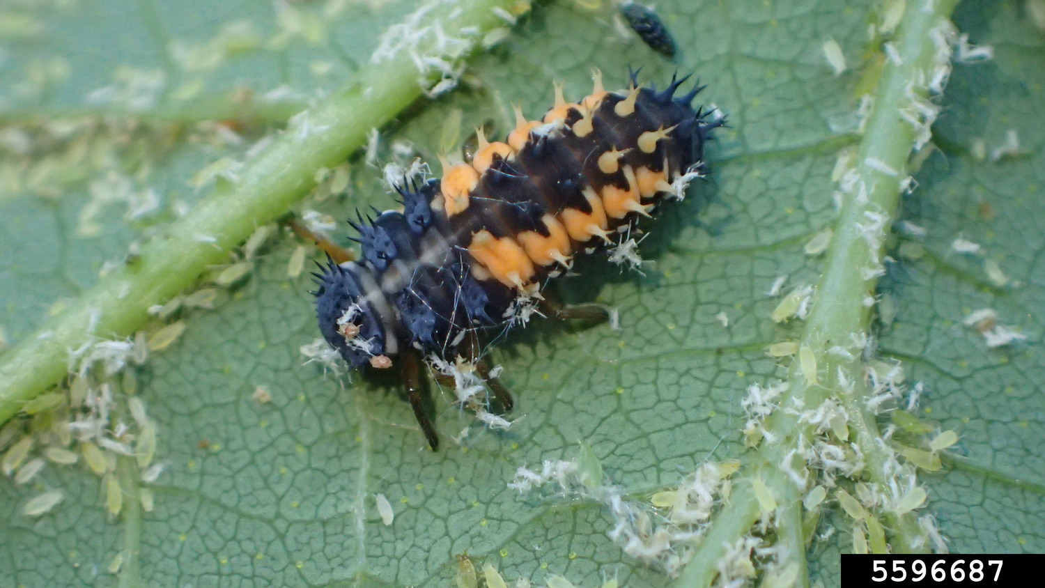 A larval stage multicolored Asian lady beetle, also known as harlequin ladybug.   WHITNEY CRANSHAW, COLORADO STATE UNIVERSITY/BUGWOOD.ORG, CC 3.0