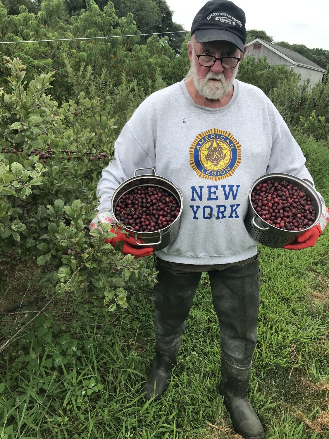 Untamed and Unpredictable, Beach Plums Carry Allure Over the Years