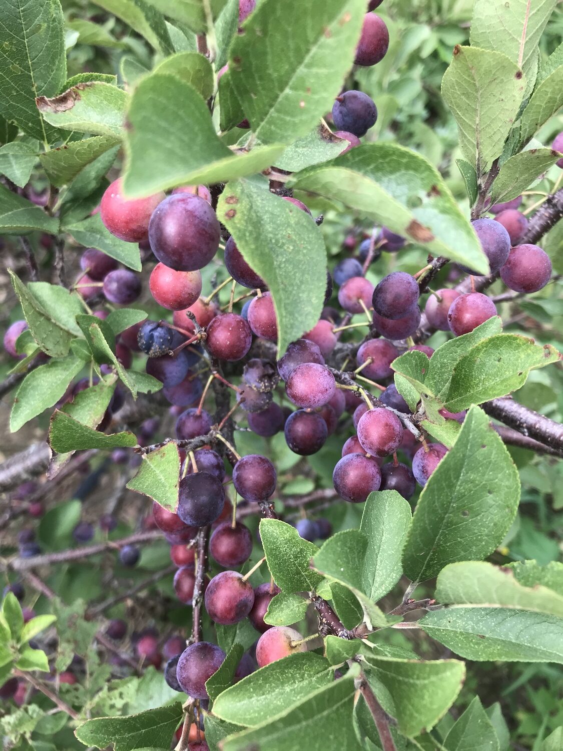 Untamed and Unpredictable, Beach Plums Carry Allure Over the Years