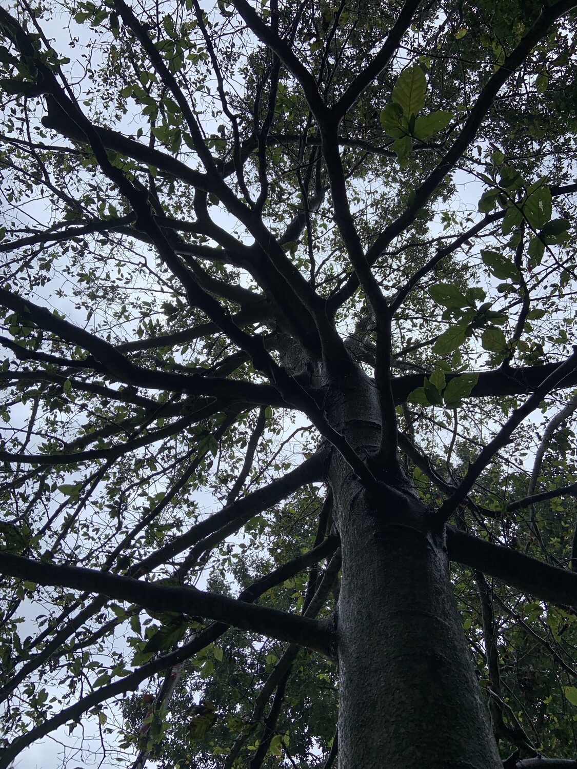 A diseased beech tree has far fewer leaves than normal. STEPHEN J. KOTZ