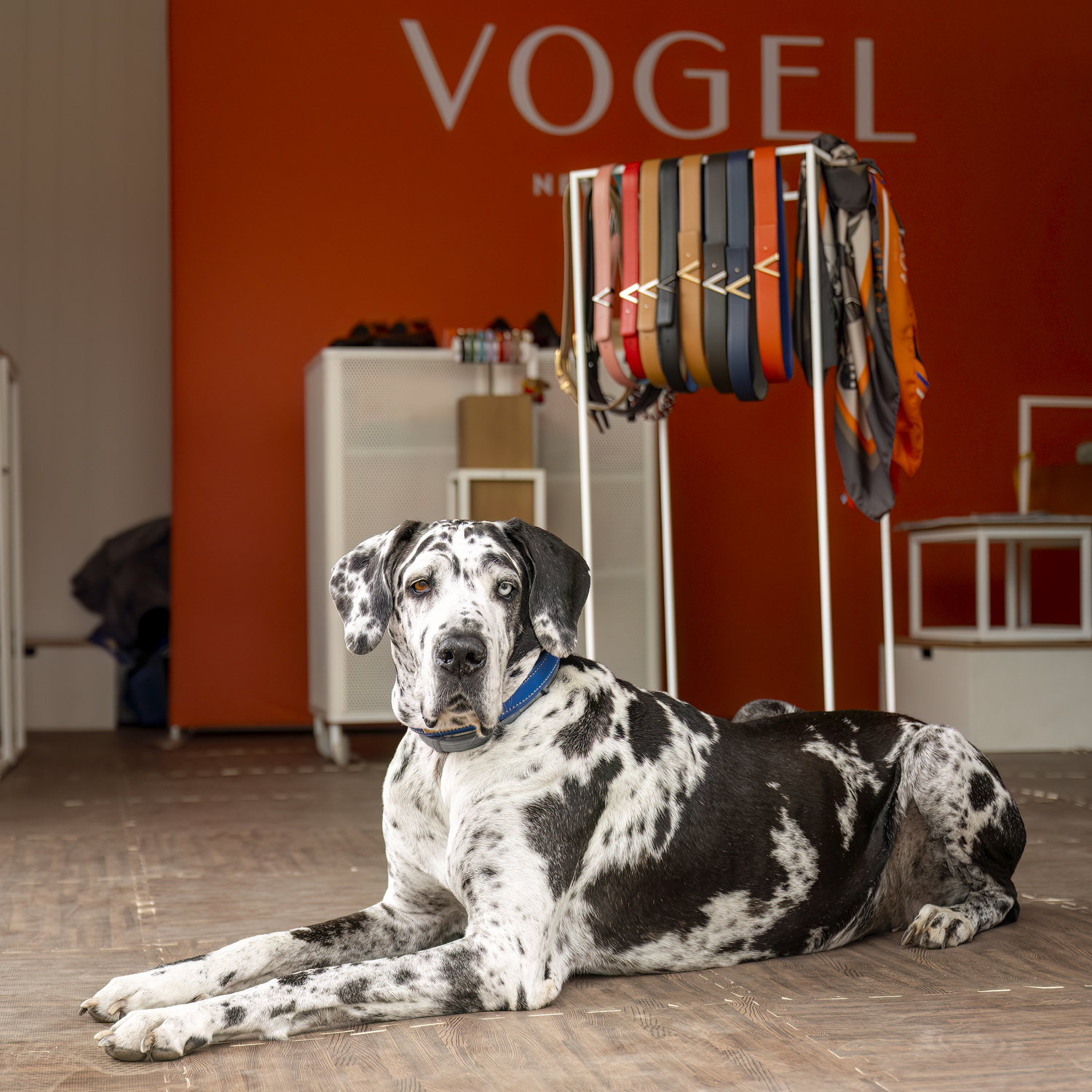 A Great Dane chills out at Vogel in the boutique shops at the Hampton Classic. MARIANNE BARNETT