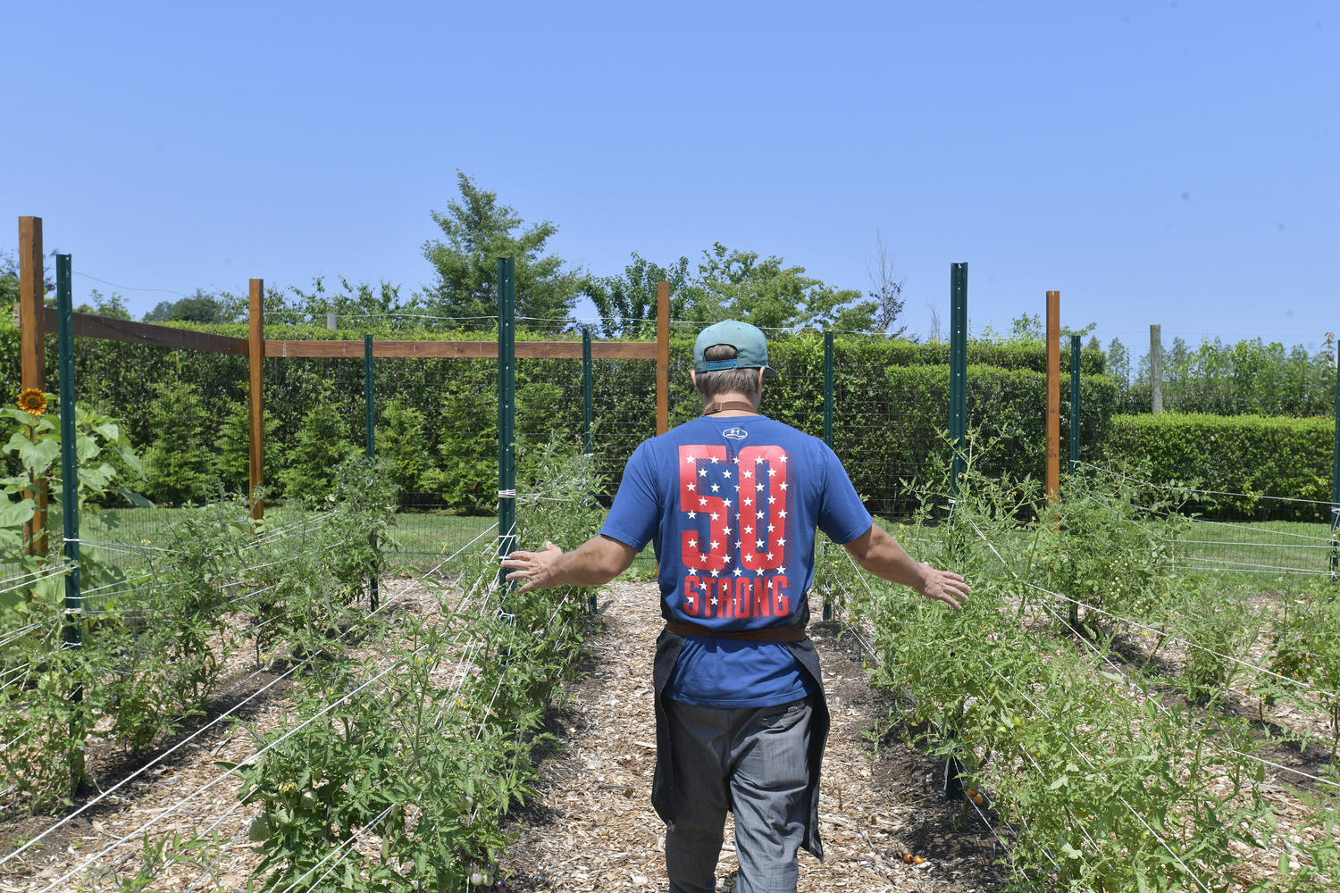 Chris Kar in the micro-farm is Kar’s project, and it which includes 140 tomato plants he started from seeds in his apartment.  DANA SHAW