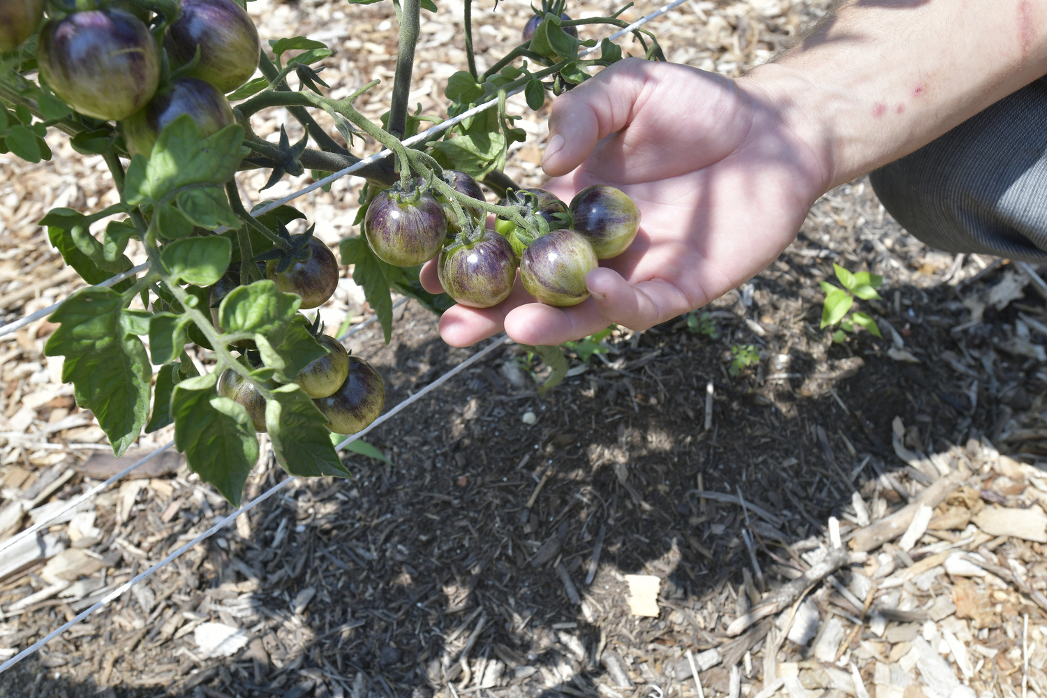 Chris Kar in the micro-farm is Kar’s project, and it which includes 140 tomato plants he started from seeds in his apartment.  DANA SHAW