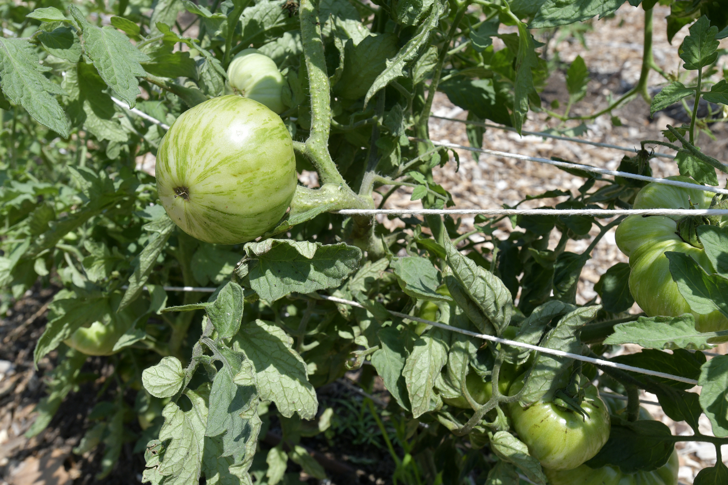 The micro-farm includes 140 tomato plants Chris Kar started from seeds in his apartment.  DANA SHAW