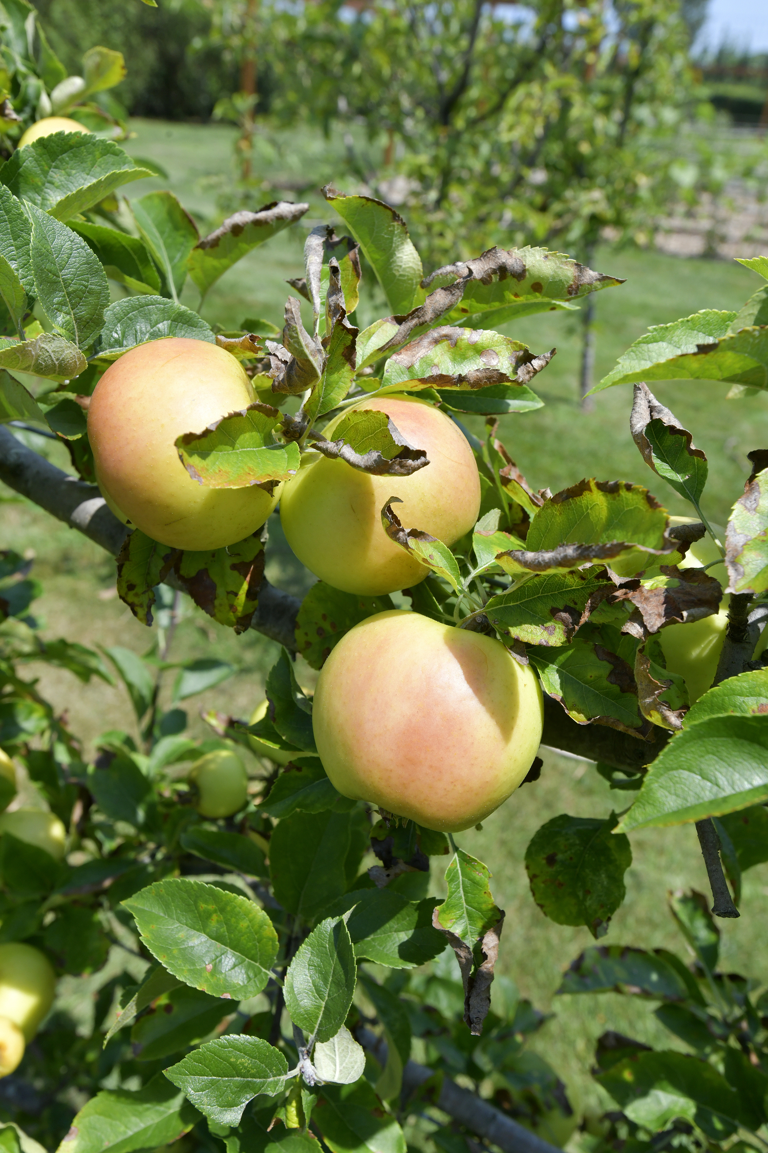 The orchard at the Dimon Estate.  DANA SHAW