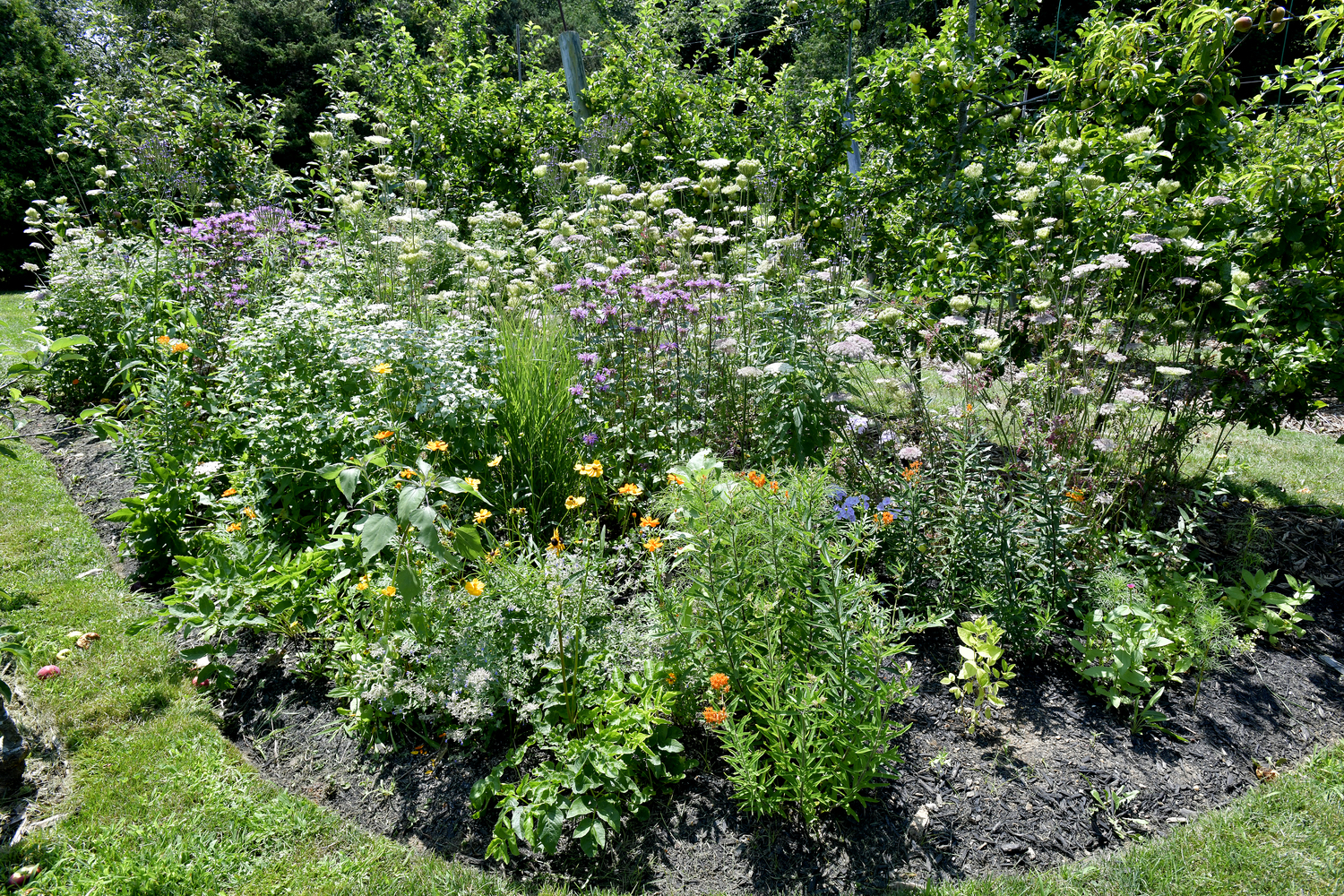 One of the pollinator gardens at the Dimon Estate.  DANA SHAW