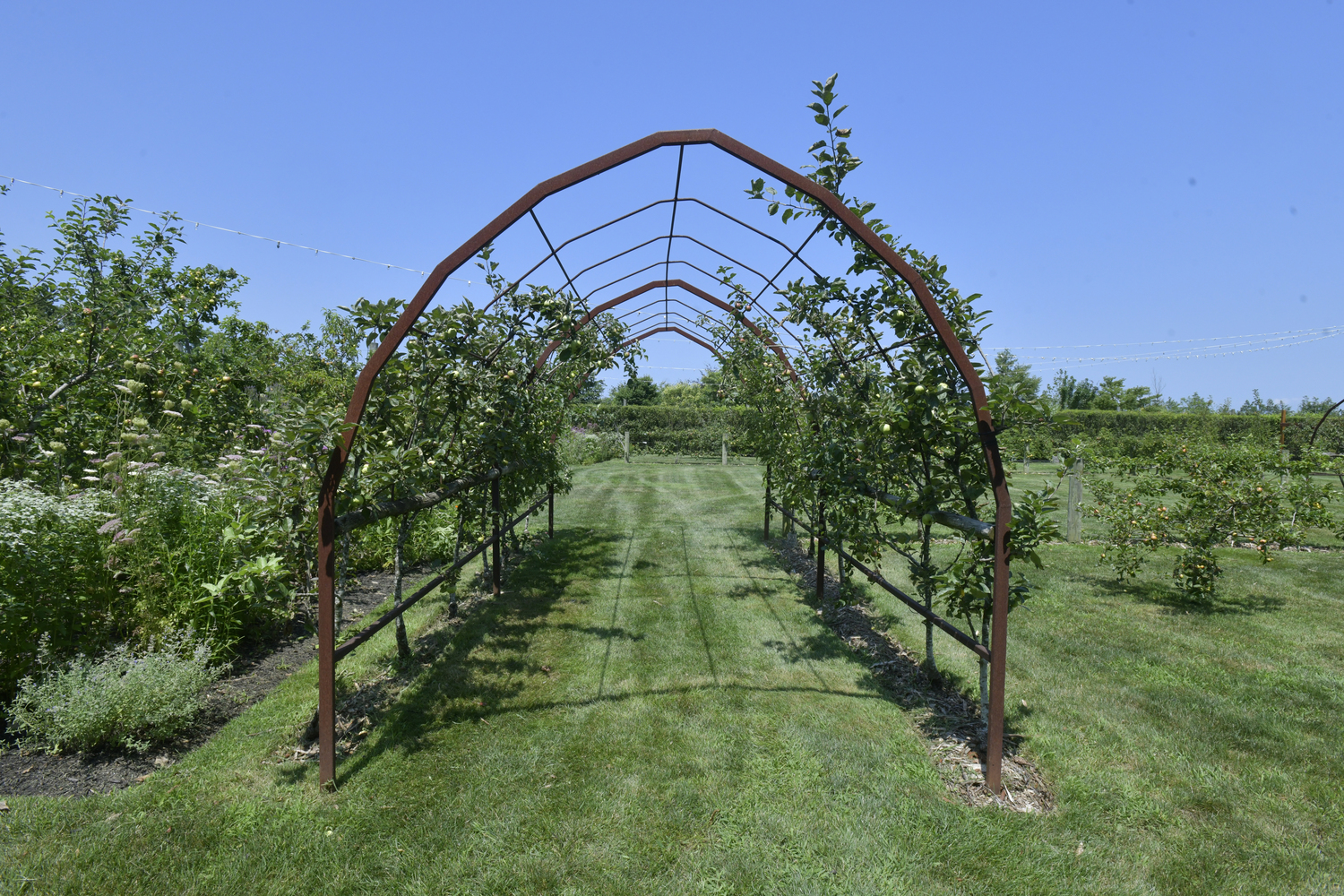 The orchard at the Dimon Estate.  DANA SHAW