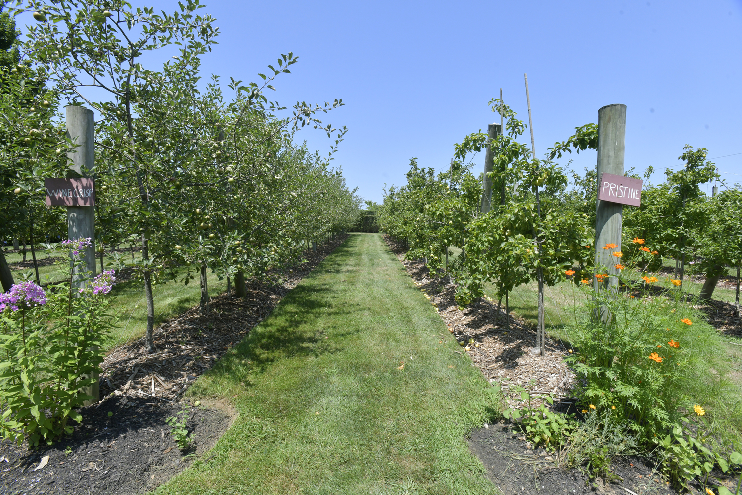 The orchard at the Dimon Estate.  DANA SHAW