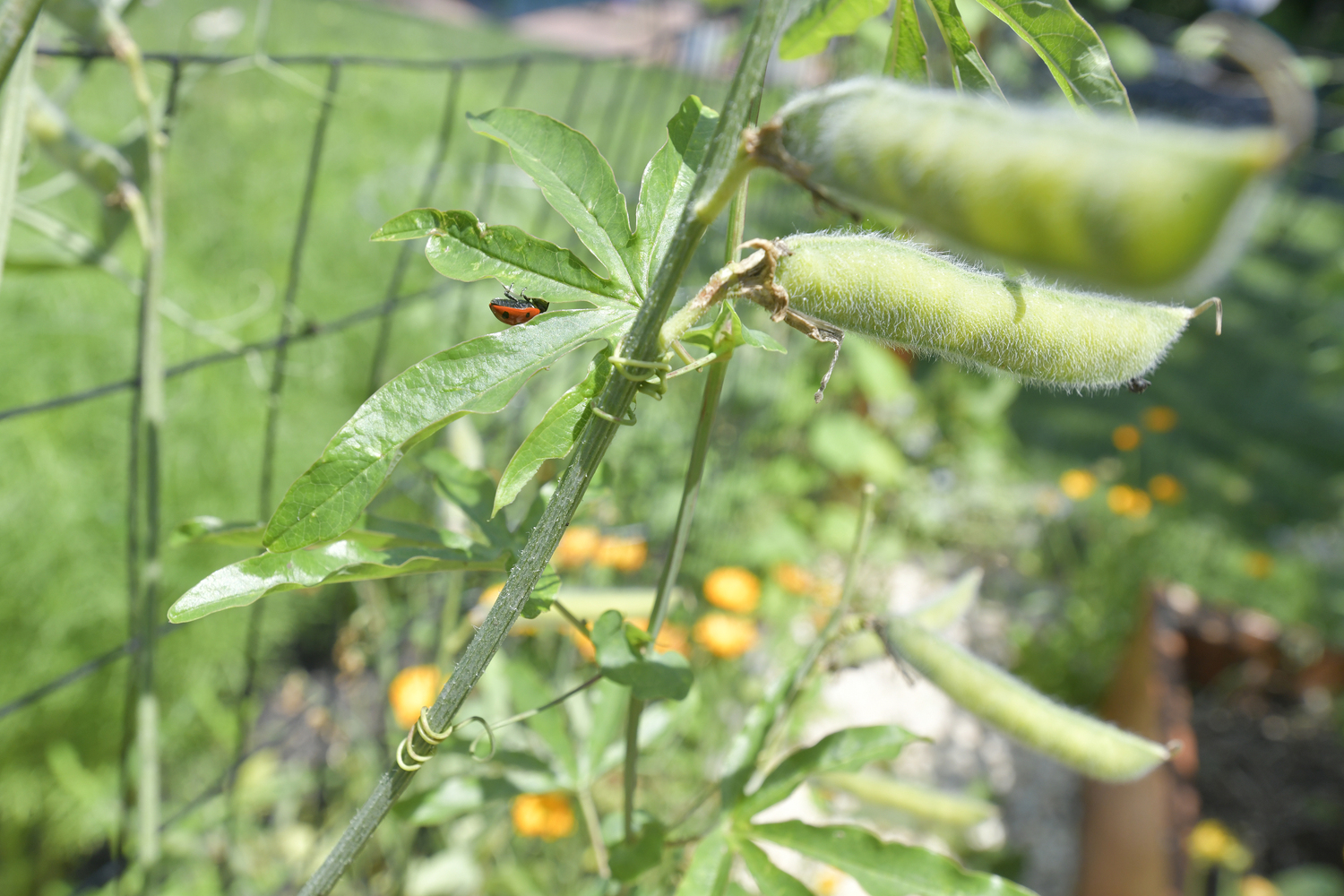 The chef’s botanicals garden.  DANA SHAW