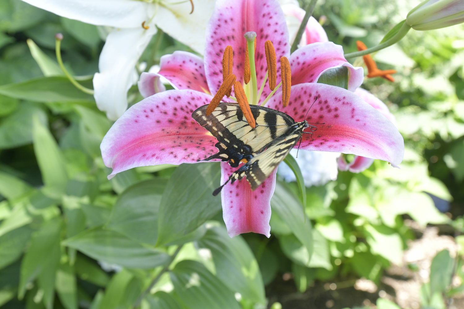 “Rosalie Garden,” which borders the outdoor dining area. features lilies, roses, Japanese anemone, peonies and hellebores .    DANA SHAW