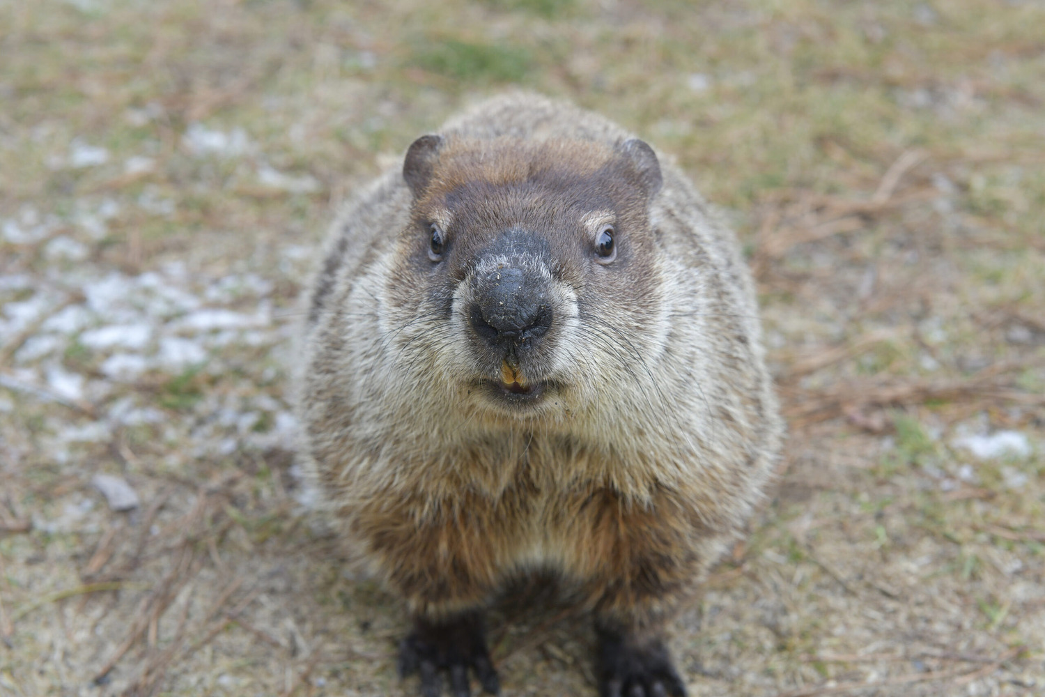 Woodchucks are more abundant now than they were more than a half a century ago.   DANA SHAW