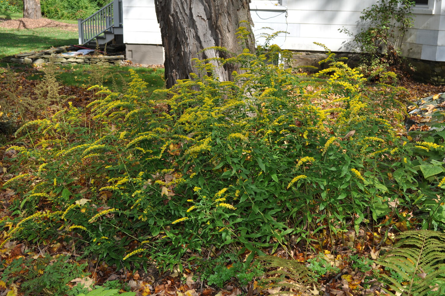 Want a late-blooming goldenrod that won’t take over and blooms in late September into October? This is the well-behaved 