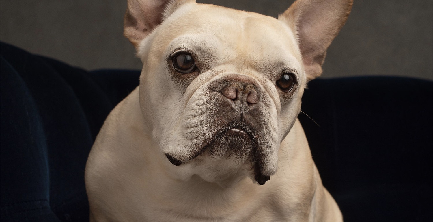 Kristin Verbitsky's French bulldog, Dexter, the real-life inspiration behind her podcast, 