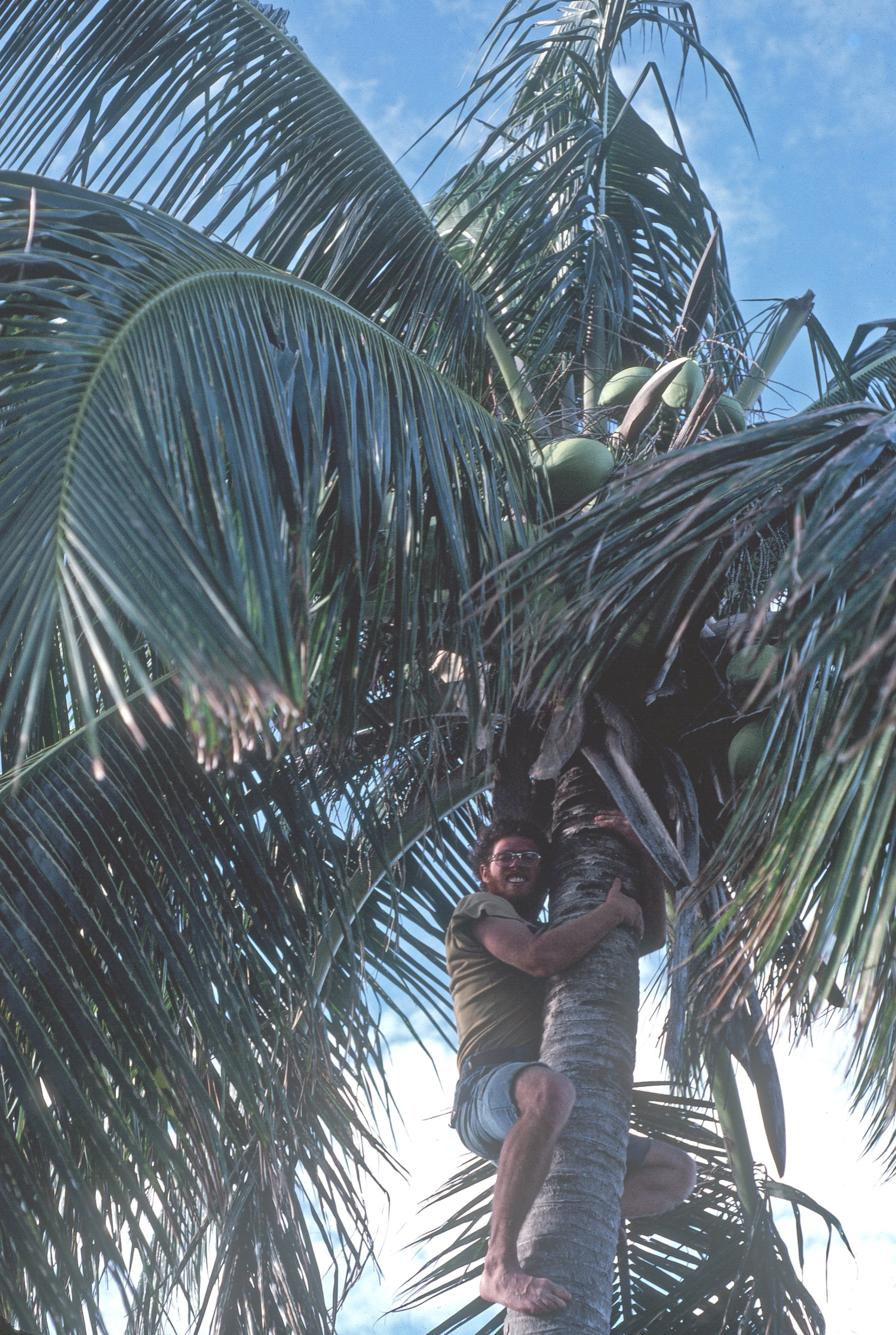 Doug Feiden climbs a palm tree in New Zealand, 1970s. COURTESY WAYNE FEIDEN