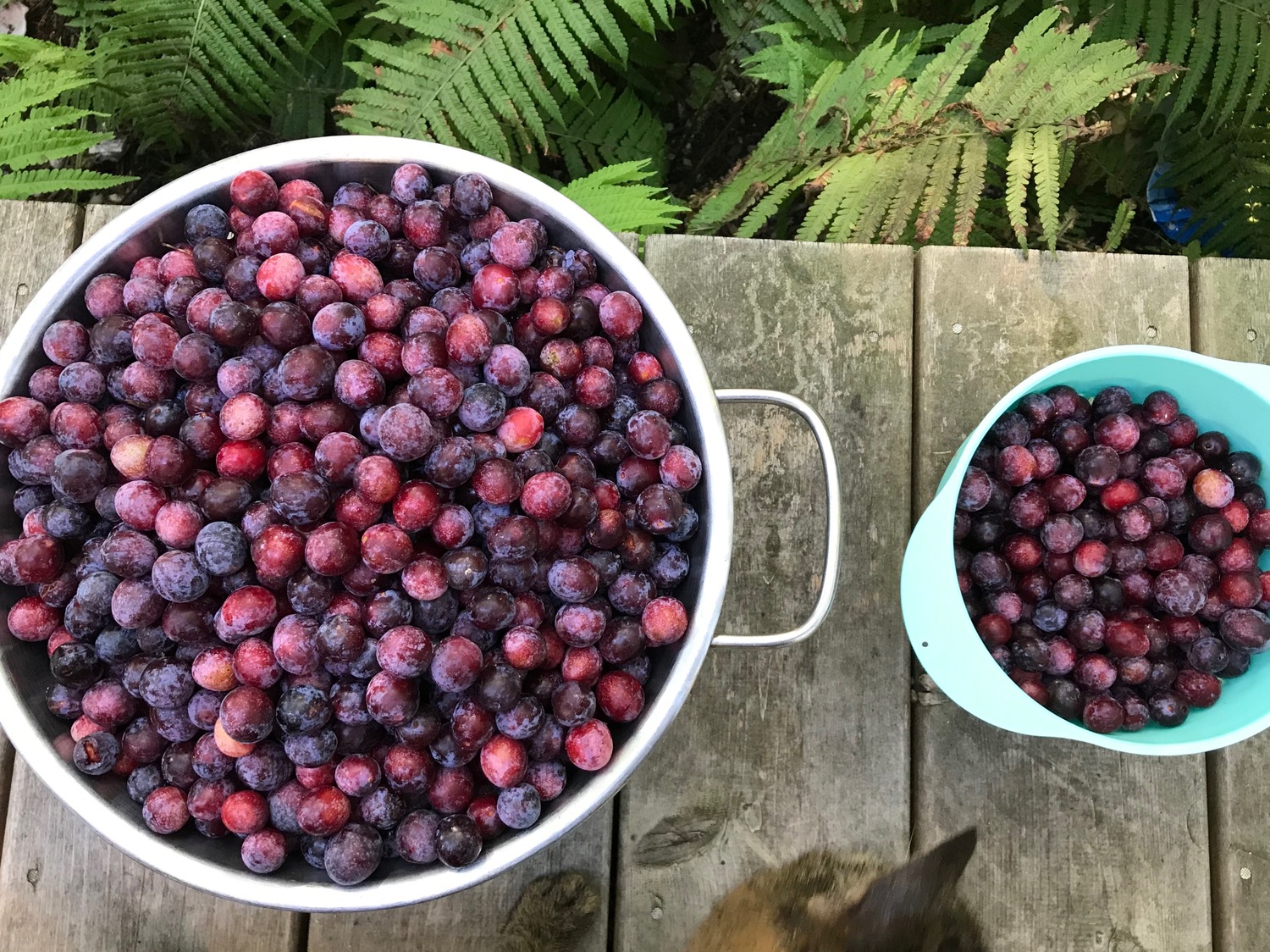 Untamed and Unpredictable, Beach Plums Carry Allure Over the Years