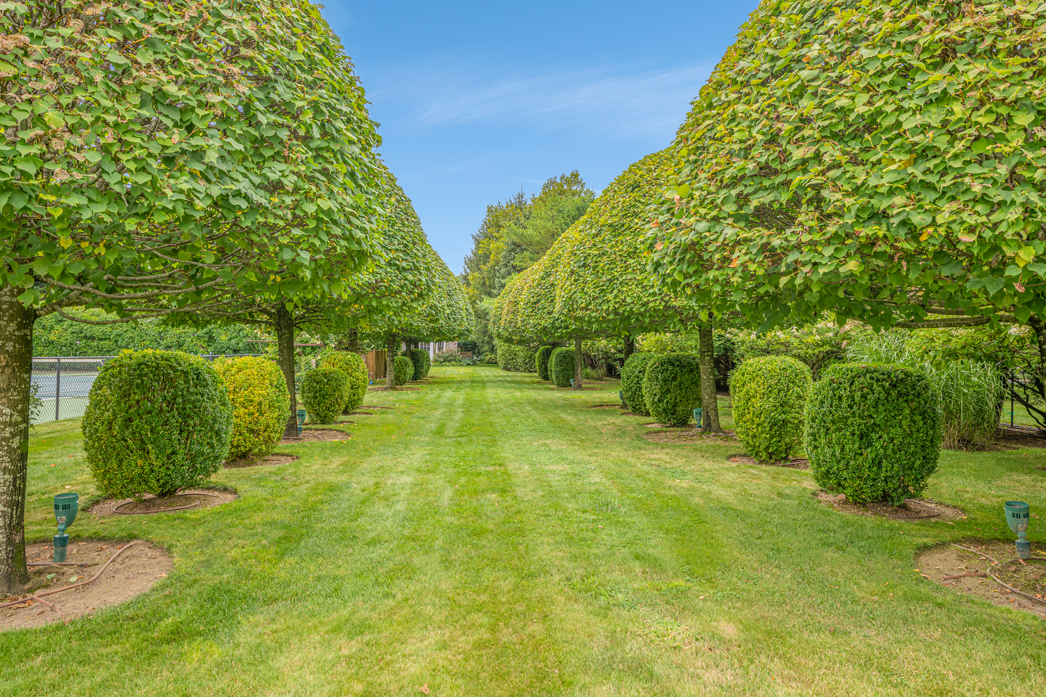 An allée of lollipop shaped linden trees and boxwood.  COURTESY SAUNDERS & ASSOCIATES