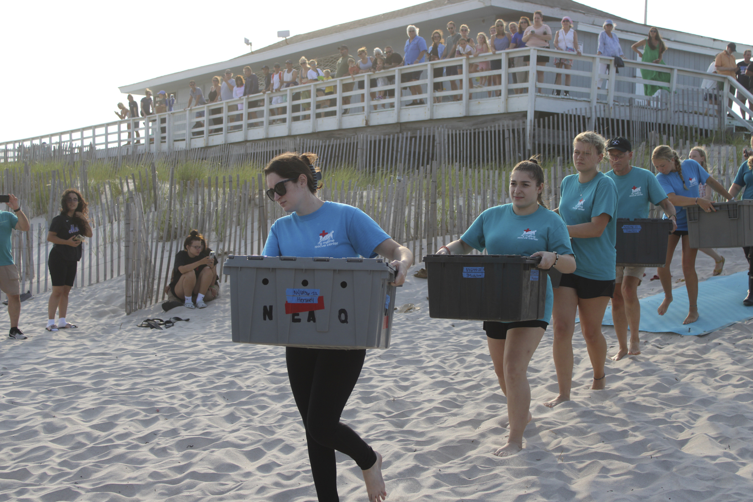 New York Marine Rescue Center hosted its first public release of  seven sea turtles From the 22/23 cold stun season at Tiana Beach in Hampton Bays on July 27.   DYLANN HANRAHAN