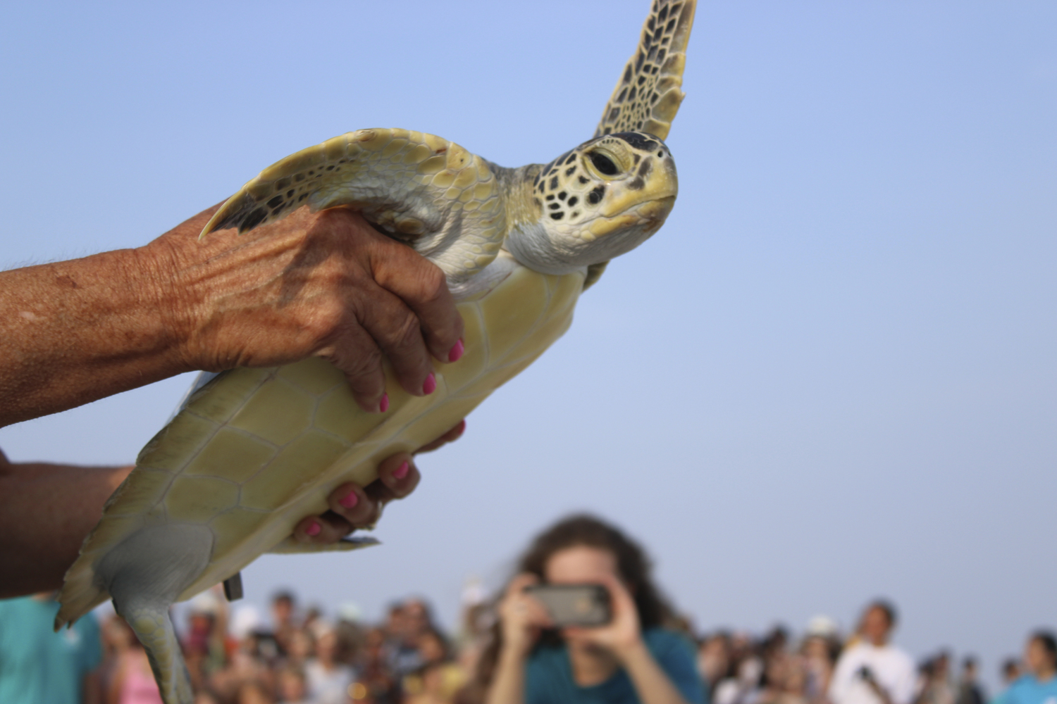 New York Marine Rescue Center hosted its first public release of  seven sea turtles From the 22/23 cold stun season at Tiana Beach in Hampton Bays on July 27.   DYLANN HANRAHAN