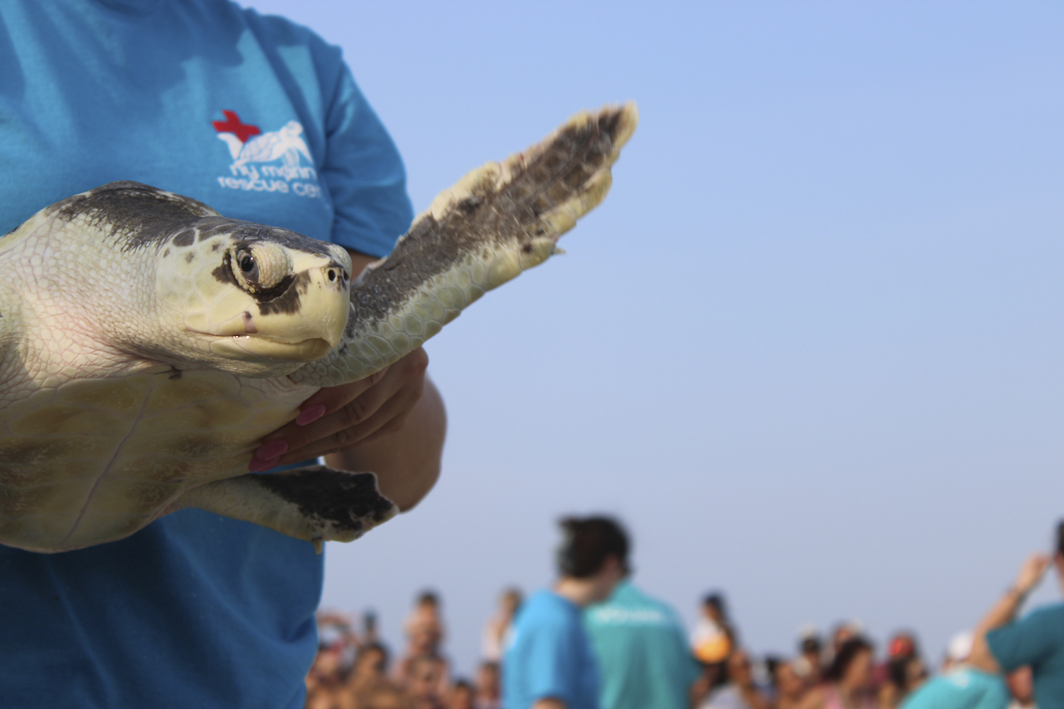 New York Marine Rescue Center hosted its first public release of  seven sea turtles From the 22/23 cold stun season at Tiana Beach in Hampton Bays on July 27.   DYLANN HANRAHAN