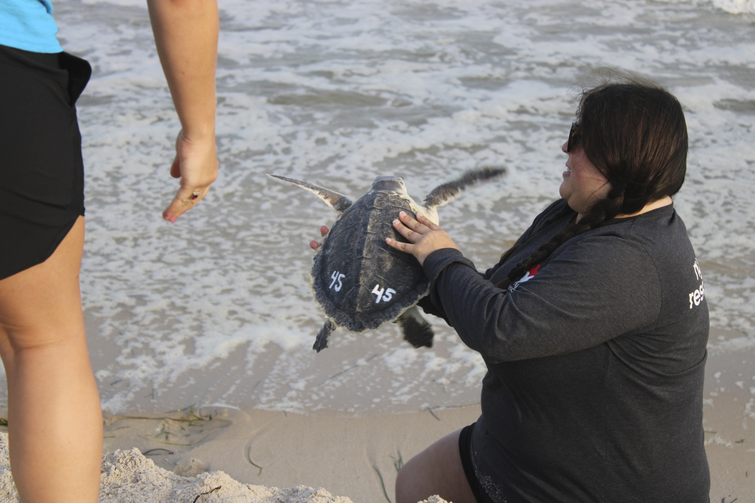 New York Marine Rescue Center hosted its first public release of  seven sea turtles From the 22/23 cold stun season at Tiana Beach in Hampton Bays on July 27.   DYLANN HANRAHAN