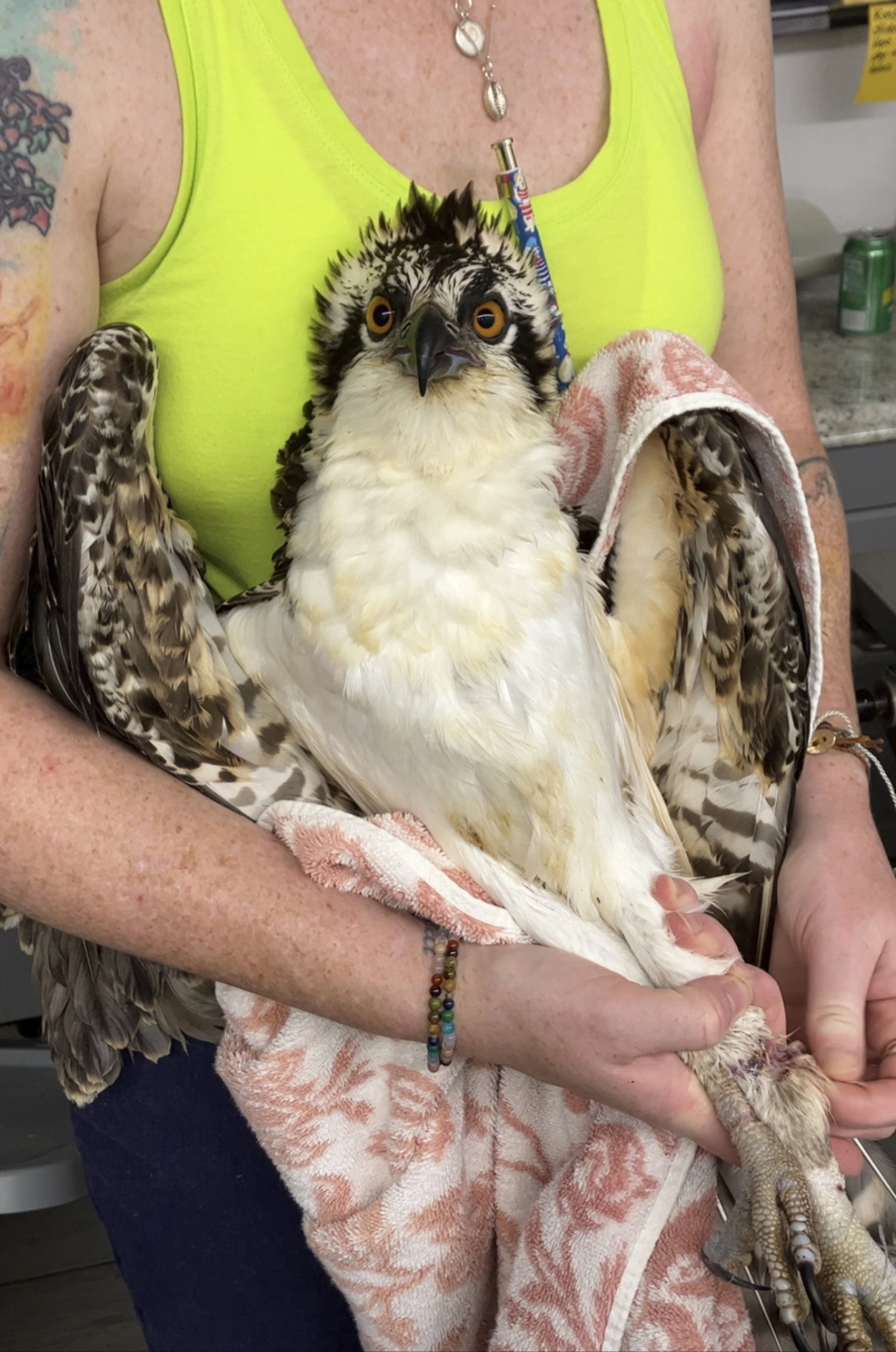 The osprey at the Evelyn Alexander Wildlife Rescue Center.  COURTESY EVELYN ALEXANDER WILDLIFE RESCUE