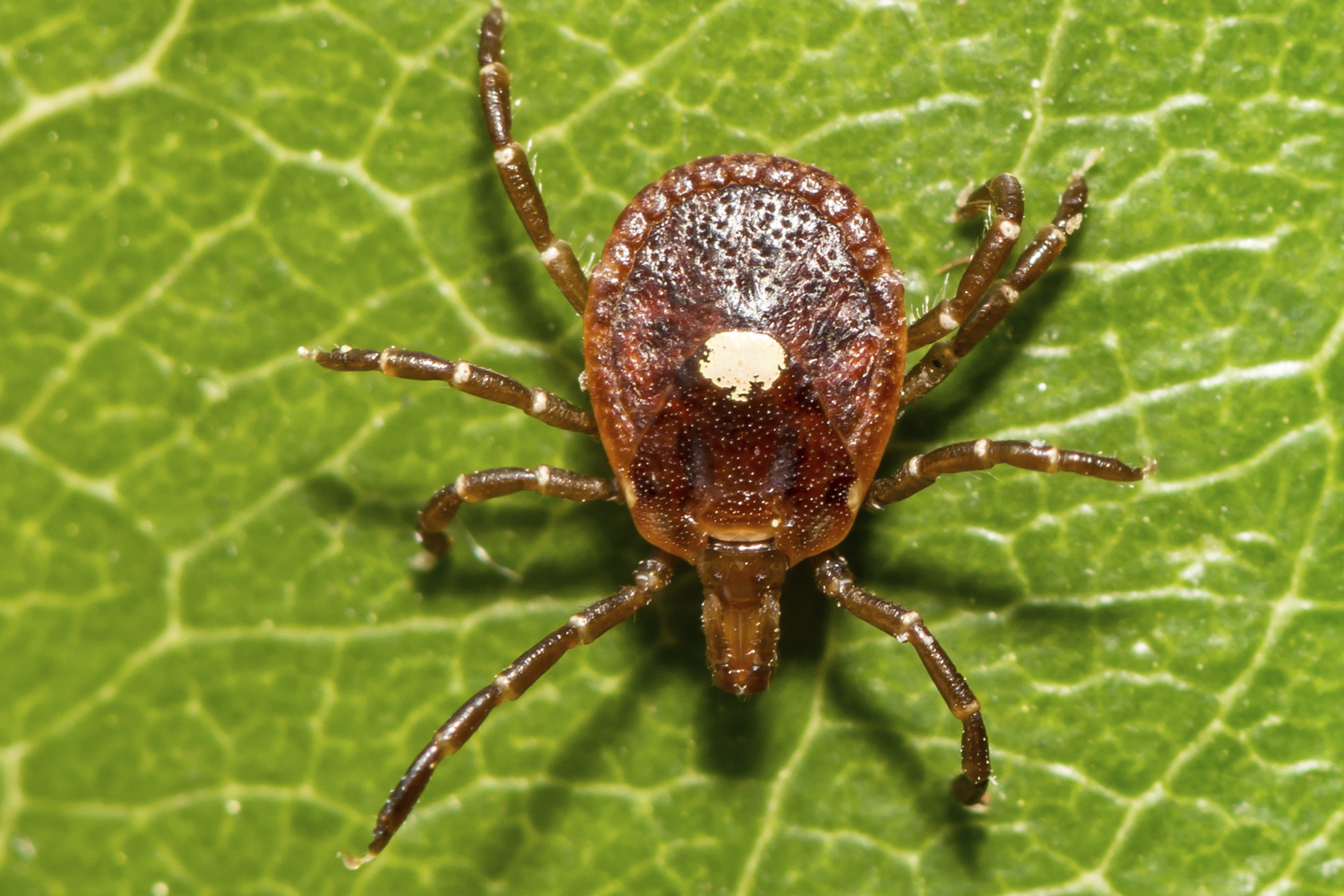 A lone star tick.