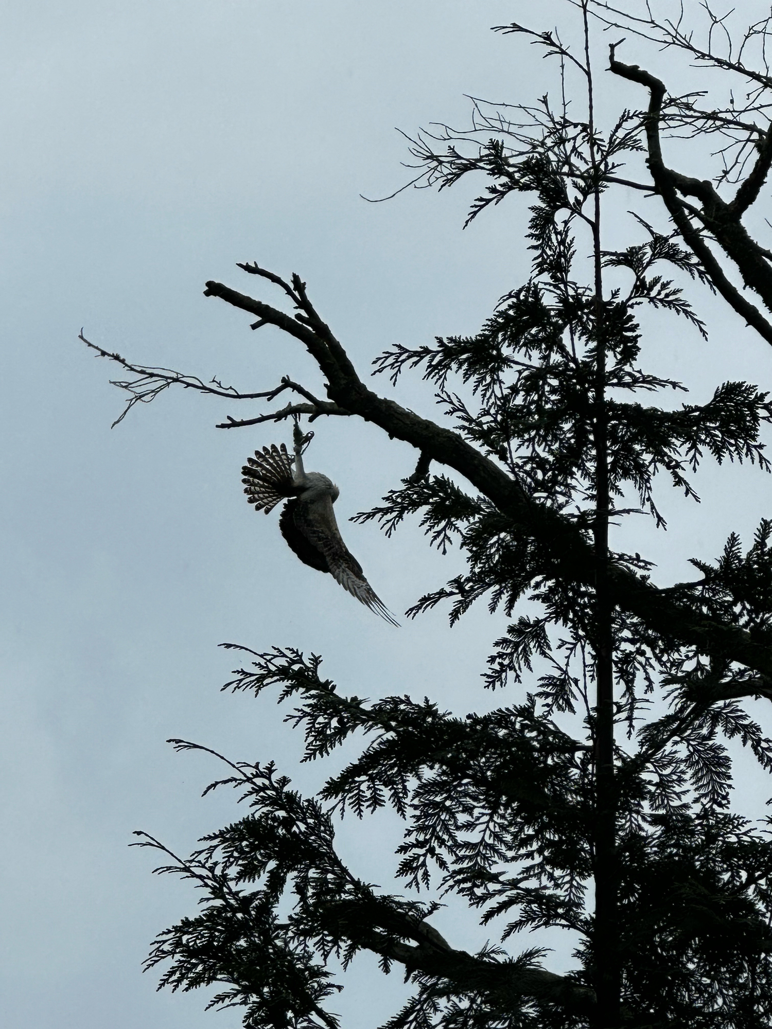 The osprey dangles from a fishing line high in the tree.   COURTESY EVELYN ALEXANDER WILDLIFE RESCUE CENTER