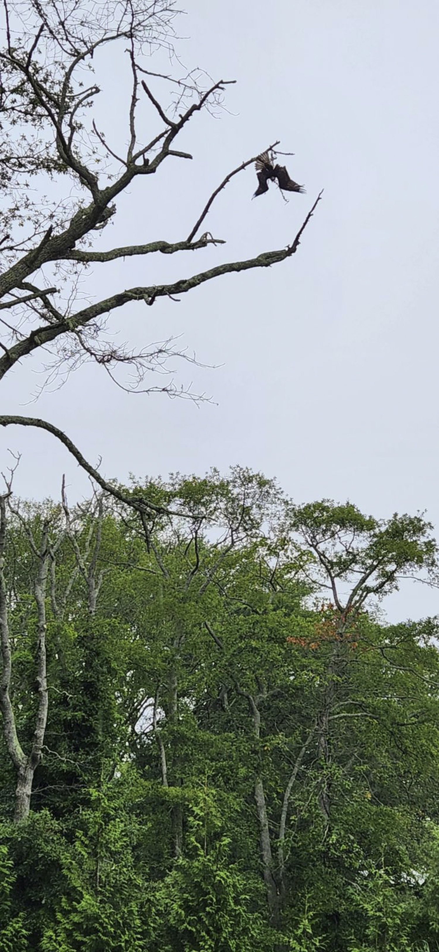 The osprey dangles from a fishing line high in the tree.   COURTESY EVELYN ALEXANDER WILDLIFE RESCUE CENTER