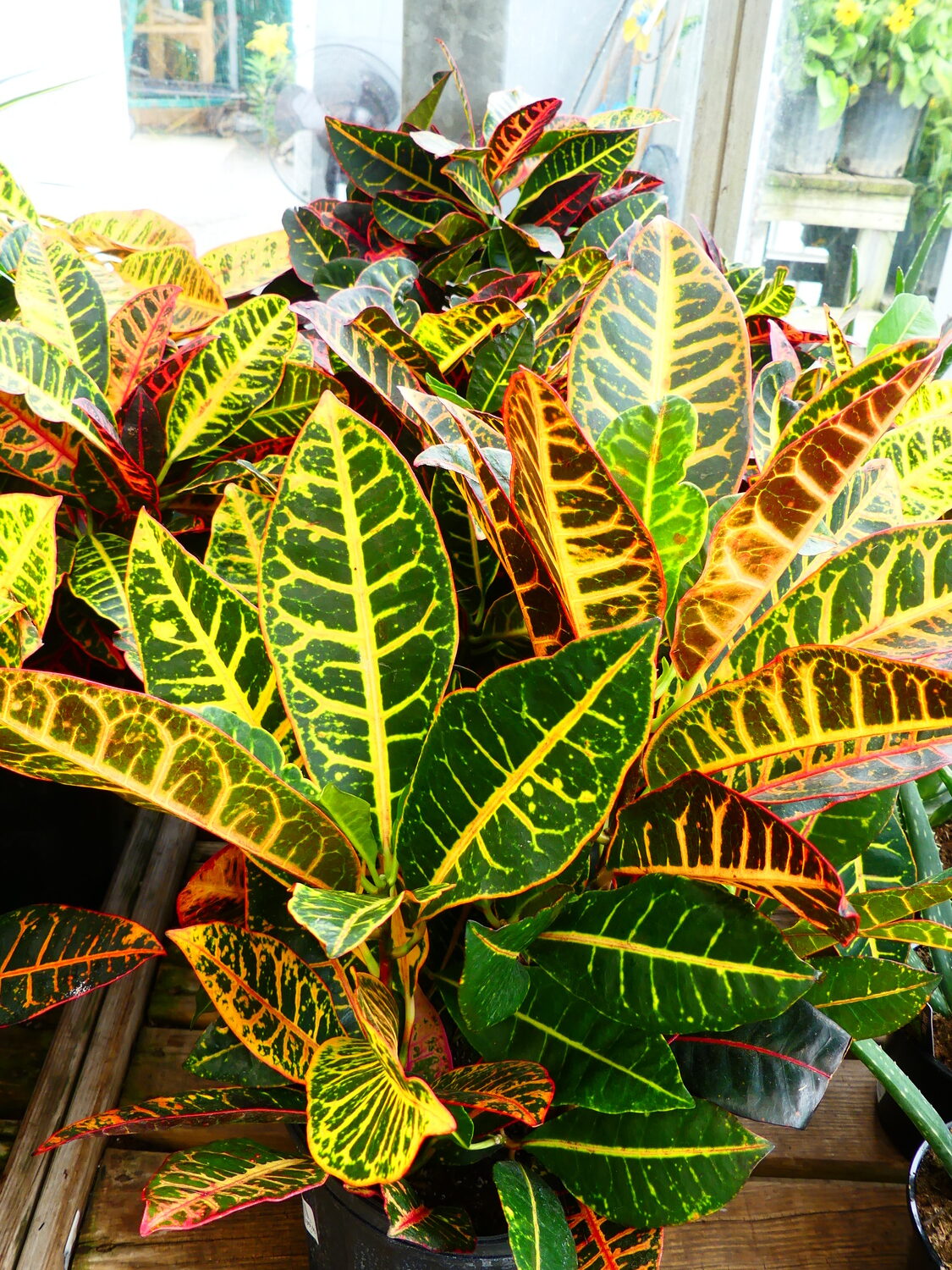 Crotons are colorful and will take a great deal of sun. They are very prone to dropping leaves with temperature changes and also favorites of spider mites and mealybugs.   ANDREW MESSINGER