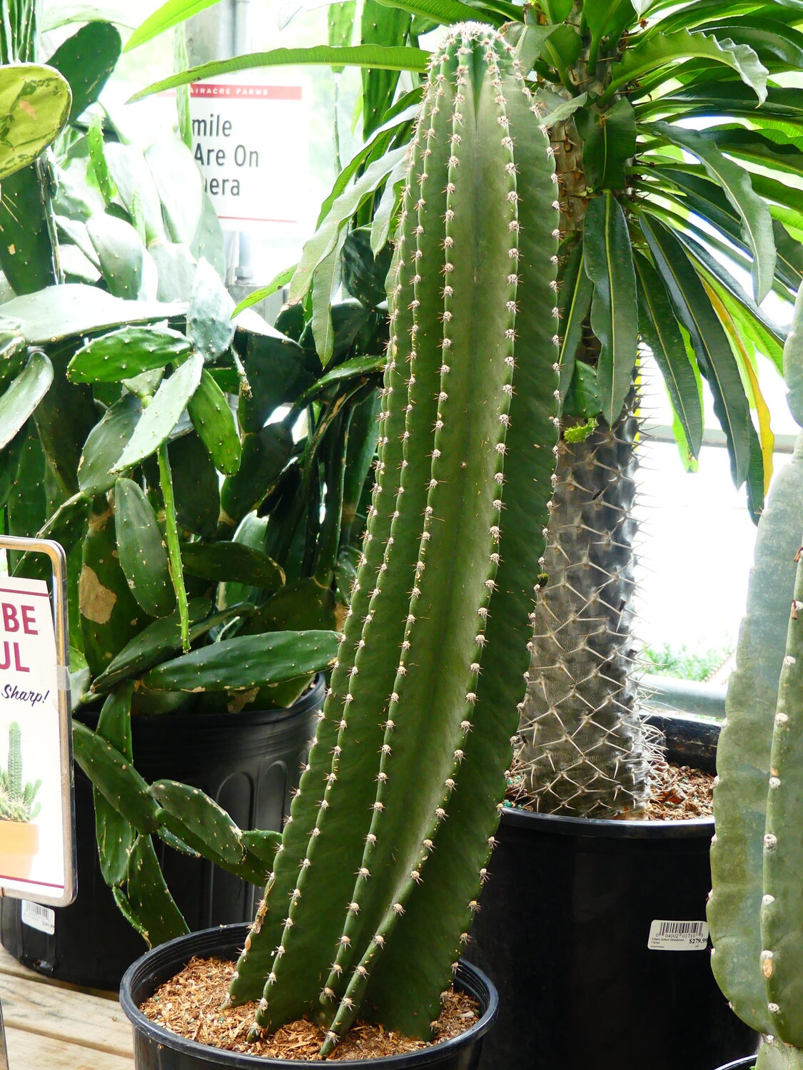 Cacti tend to be fairly pest free but they can become infested with scale and mealybugs.  Spray with neem oil from top to bottom with a light application. Small brown spots tend to be scabs from physical injuries so make sure it’s scale you are seeing and not just scabby brown spots.   ANDREW MESSINGER