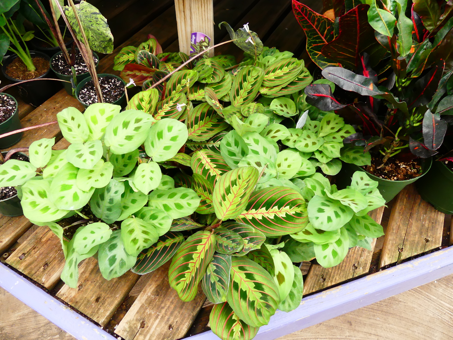 Prayer plants (center) are common small houseplants. The most common insect found on them are mealybugs, which can be found on the leaves, stems and in folds on the stems and branches.   ANDREW MESSINGER