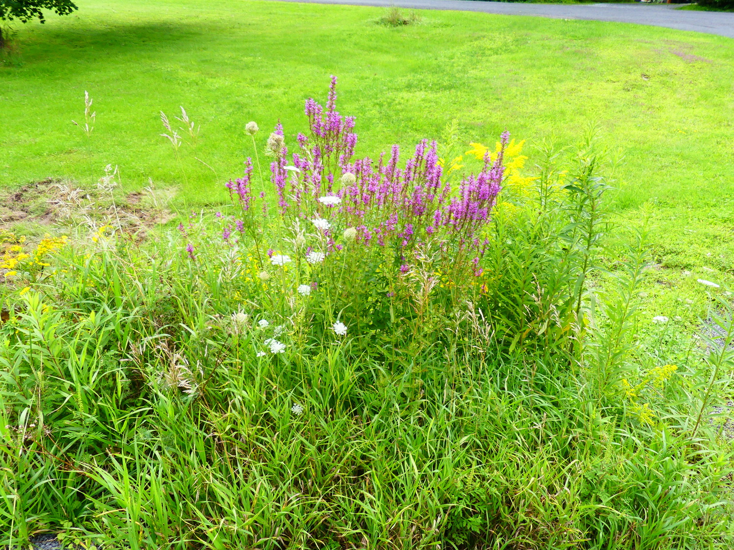 Purple loosestrife is a non-native, invasive species that is now well managed by two species of beetles and a root weevil. It should never be used in a garden and is illegal in most states now. It was often found with and crowding out the native Solidago species that you can see to the left and right in the background.  ANDREW MESSINGER