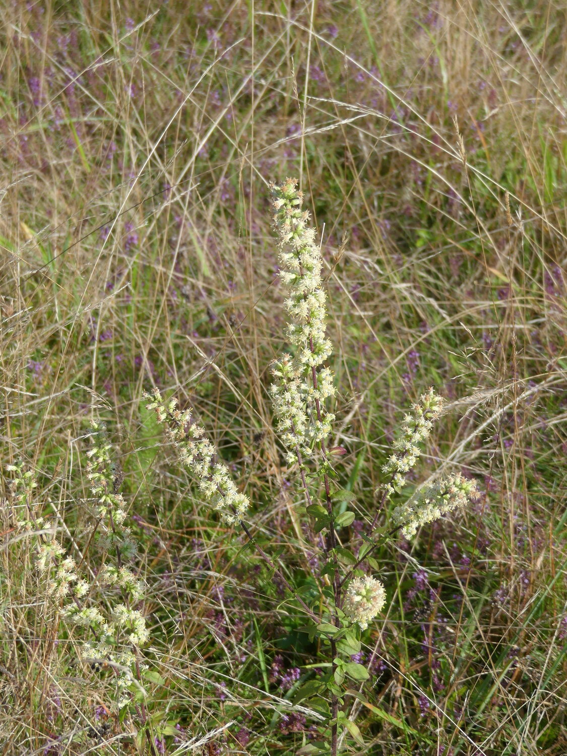 Yes, there is a white Solidago, but it’s difficult to find, short and has limited garden value. ANDREW MESSINGER