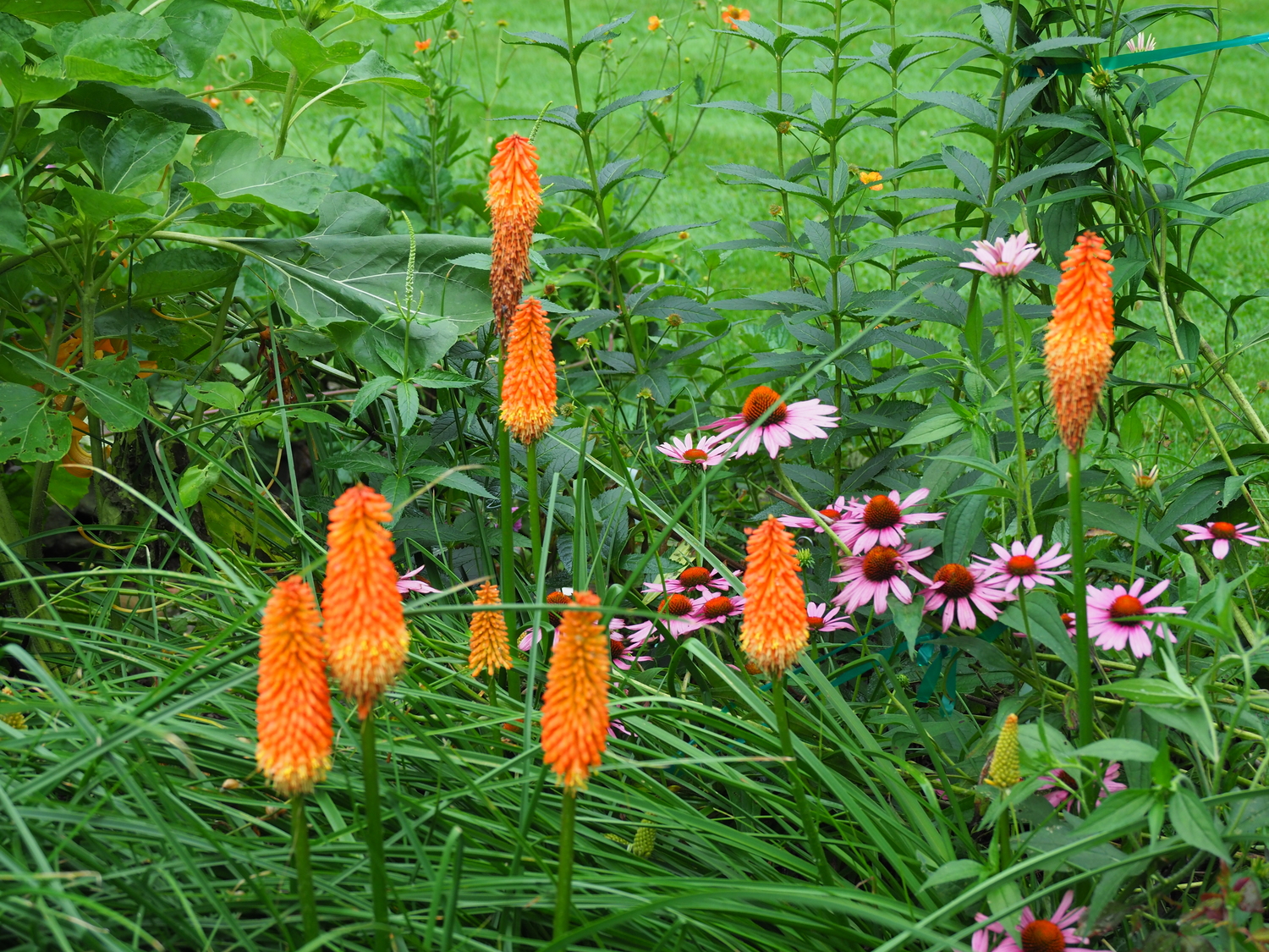 Kniphofia 