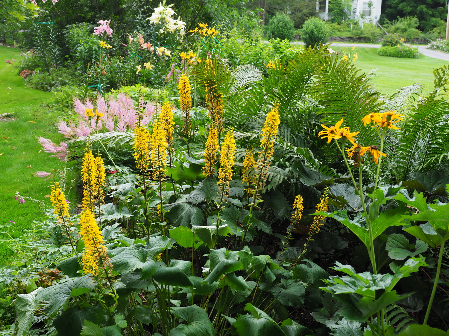 Ligularias come in a variety of flower styles, foliage colors and leaf shapes. Here you can see the 