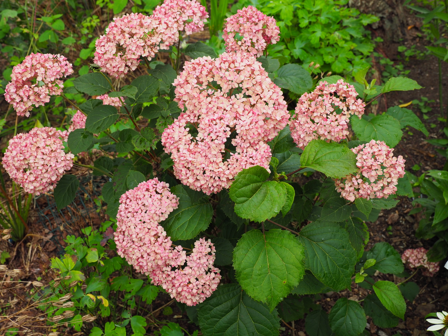 Hydrangea 