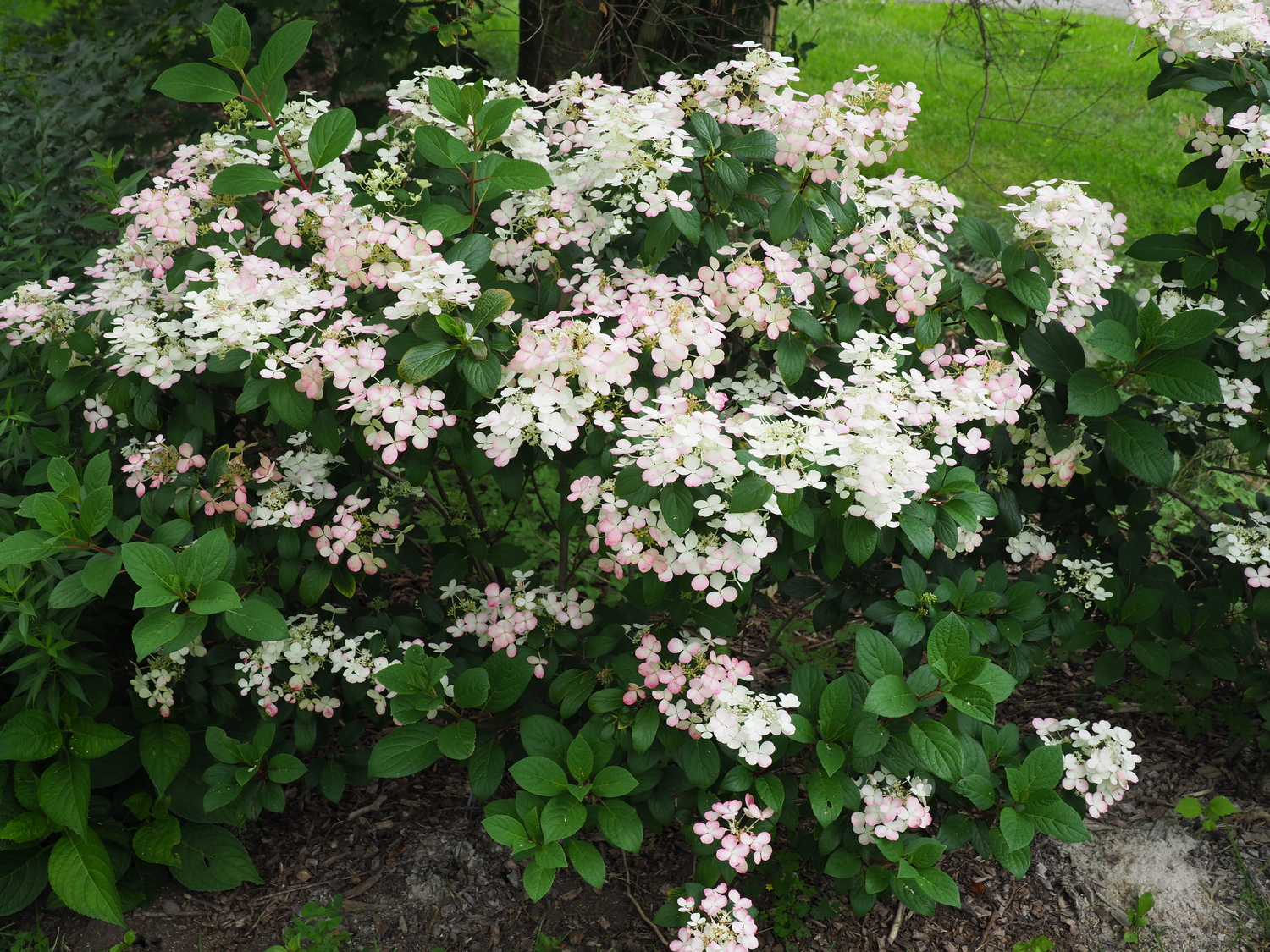 Hydrangea 