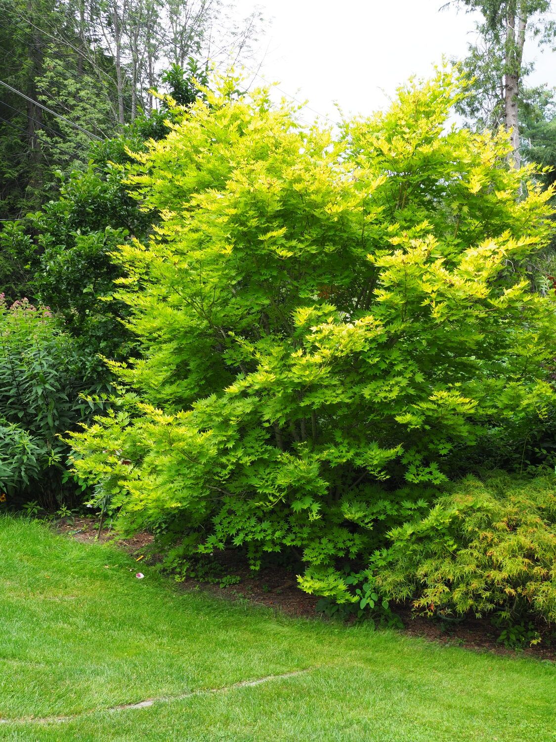 Acer shirasawanyn, the fullmoon maple, has yellow foliage at its outer reaches but those leaves that receive less un remain green. The leaves are often edged in red and the fall colors are spectacular reds and oranges
ANDREW MESSINGER