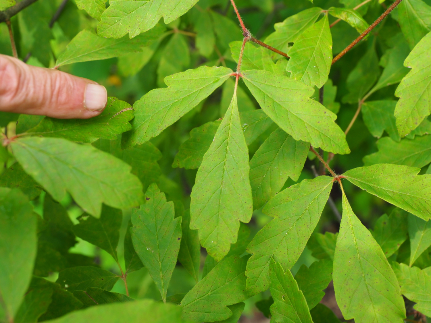 The foliage of the maple 