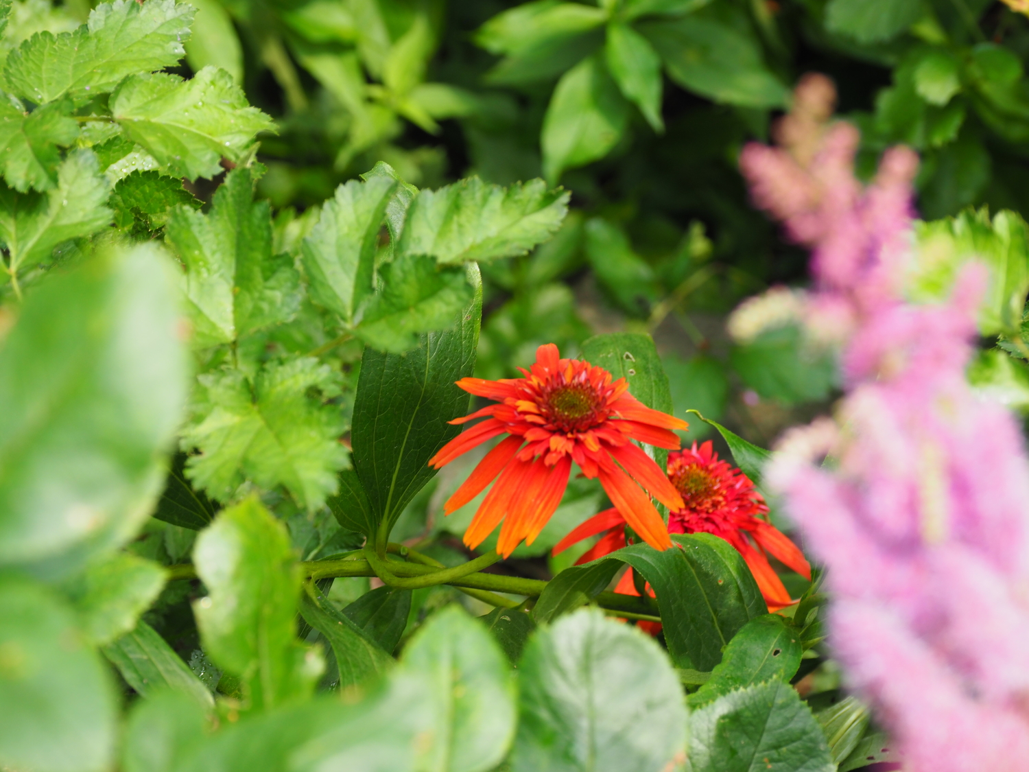 Echinacea 