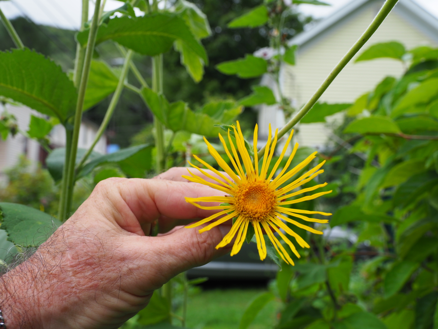 The flower of Inula helenium is eye catching but the plant that it grows on is huge, growing 7 feet tall with foot-long leaves. It flowers in August into early September. ANDREW MESSINGER