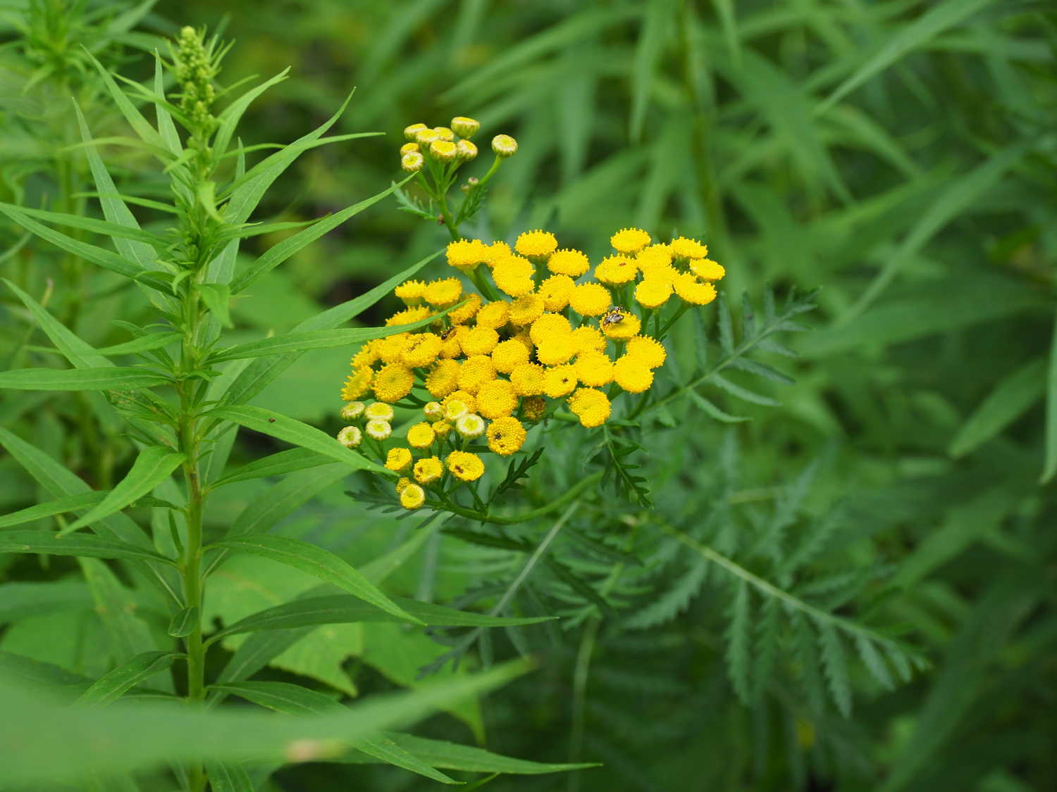 A quick glance at this plant might make you think it’s a goldenrod, and while there is a goldenrod emerging to the left, this plant is tansy and in the same family. The leaves and stems can cause a rash. ANDREW MESSINGER