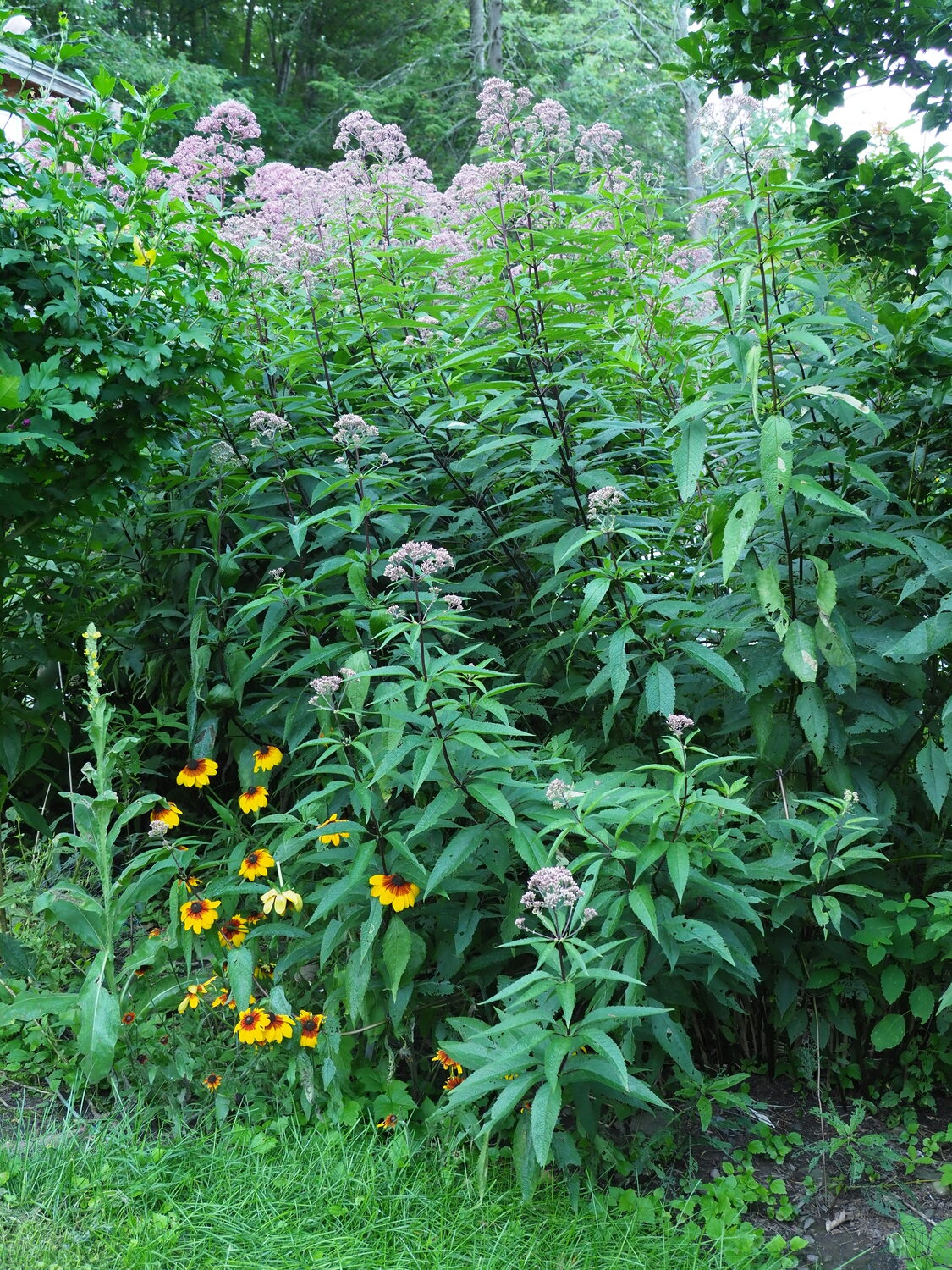 In the background is the taller species of Joe Pye weed. The short version, 