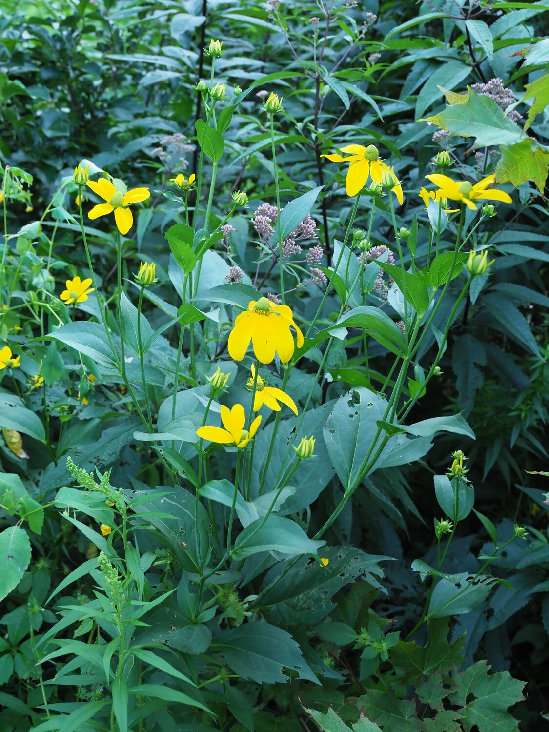 Rudbeckia laciniata 