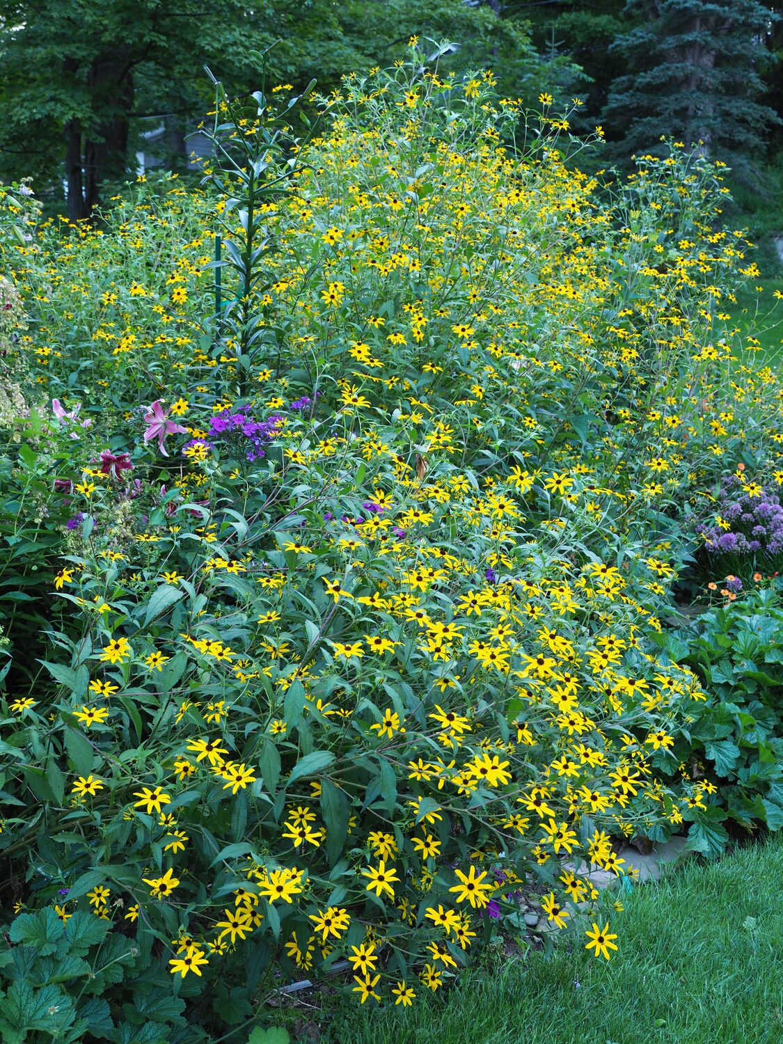 Rudbeckia triloba is a feature plant at the end of my long border. It will take over if allowed so spring thinning of seedlings is mandatory. Lilies, phlox grow right through the plants and in October it’s a feeding fest for goldfinches. ANDREW MESSINGER