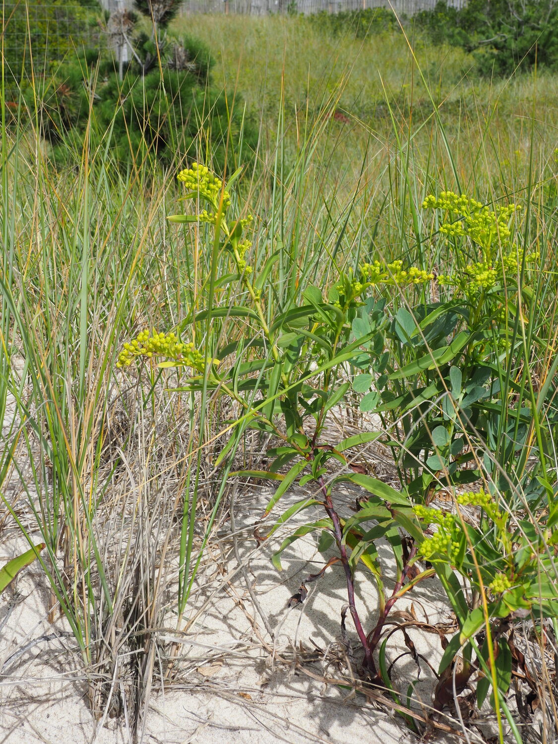 Seaside goldenrod can be found along our dunes, salt marshes and at the edges of pinelands. It stabilizes the sandy soil and attracts bees and butterflies. ANDREW MESSINGER