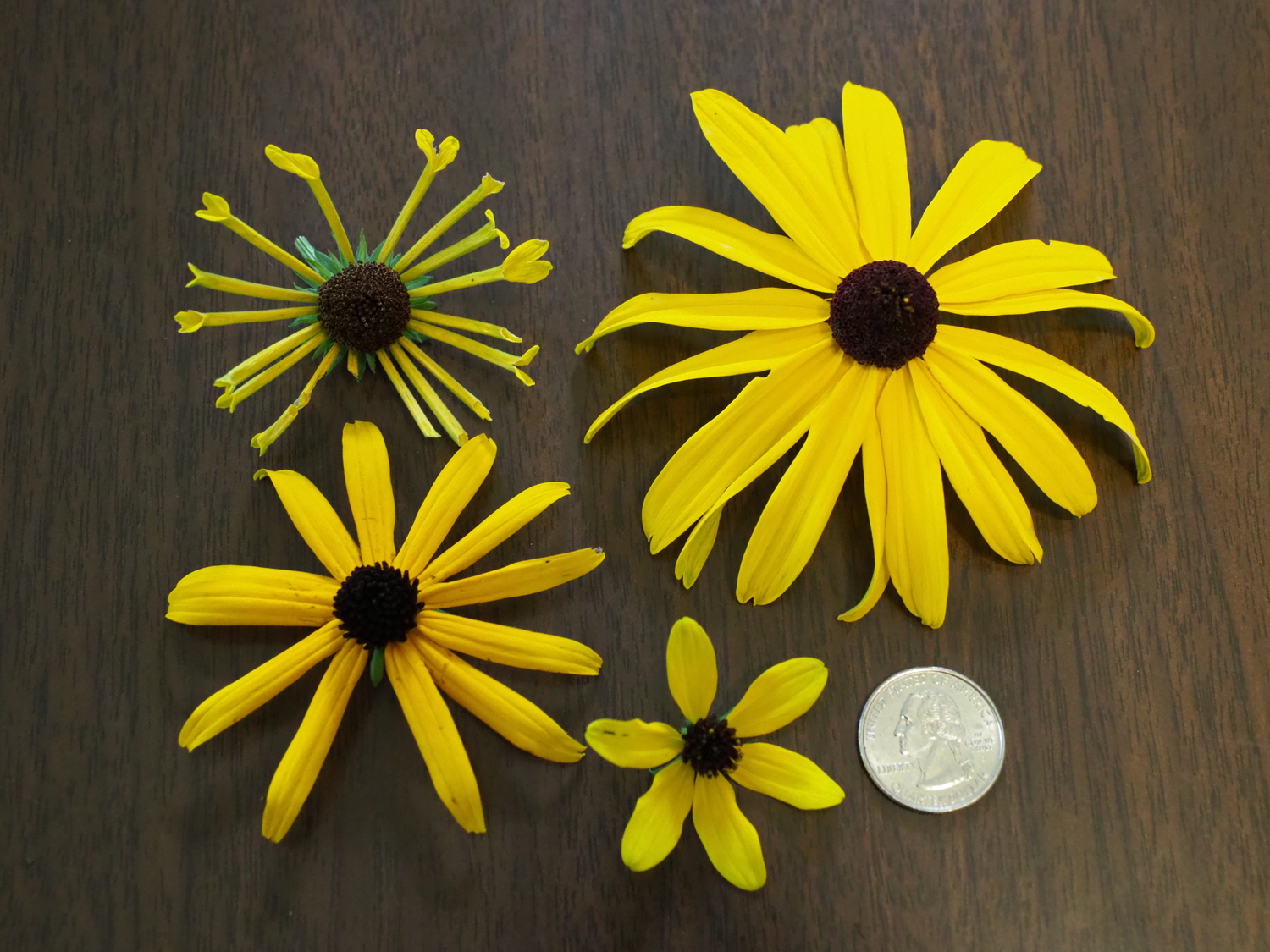 Four Rudbeckia flowers that you may find in your garden. Do you know which Rudbeckias they come from? Two are noted in this week’s column.  ANDREW MESSINGER