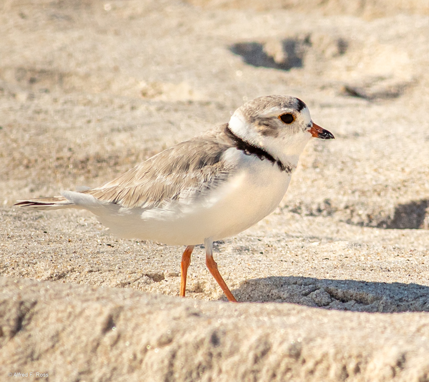 A piping plover. ALFRED ROSS