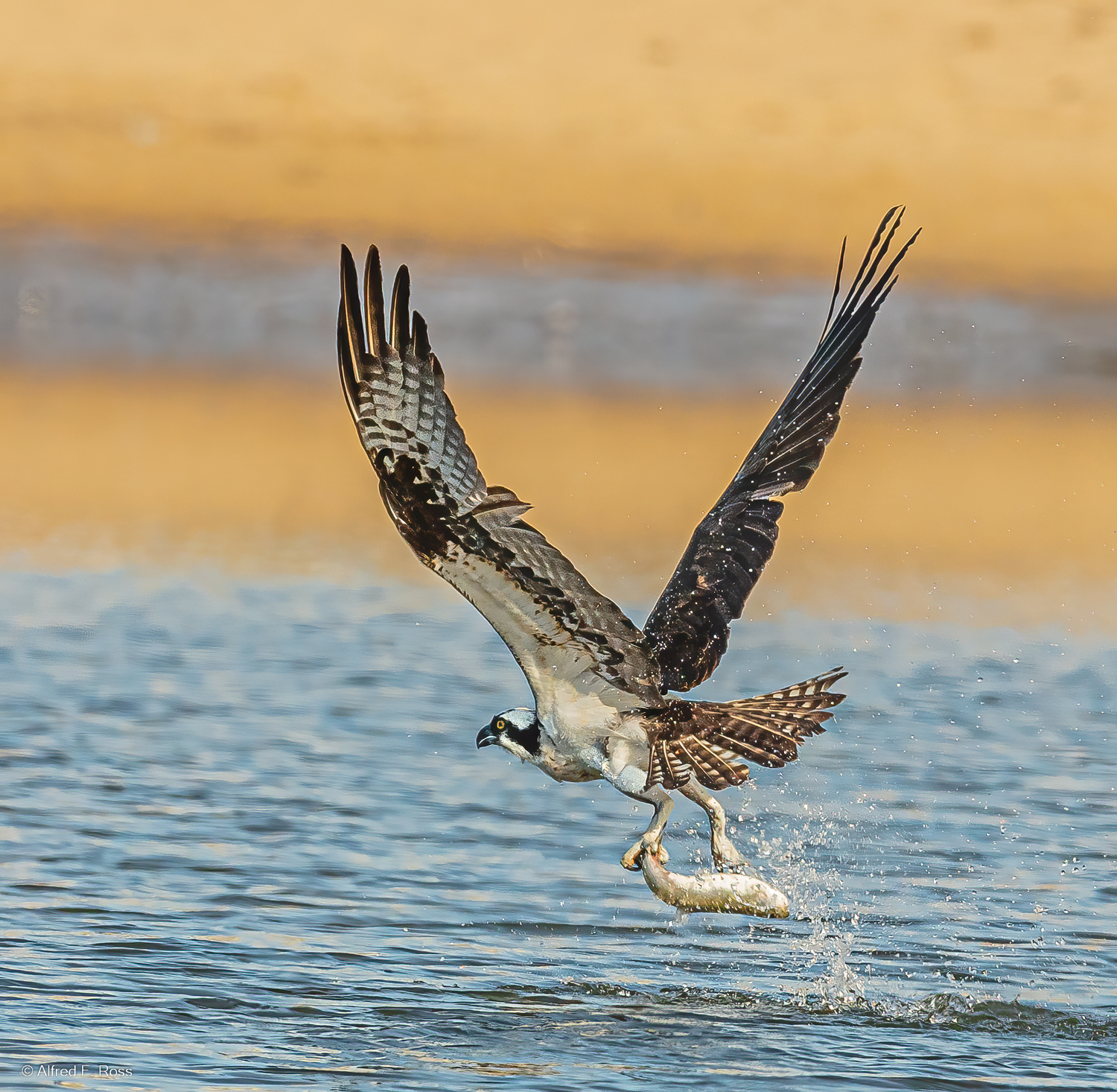 An osprey snatching a fish from Georgica Pond. ALFRED ROSS