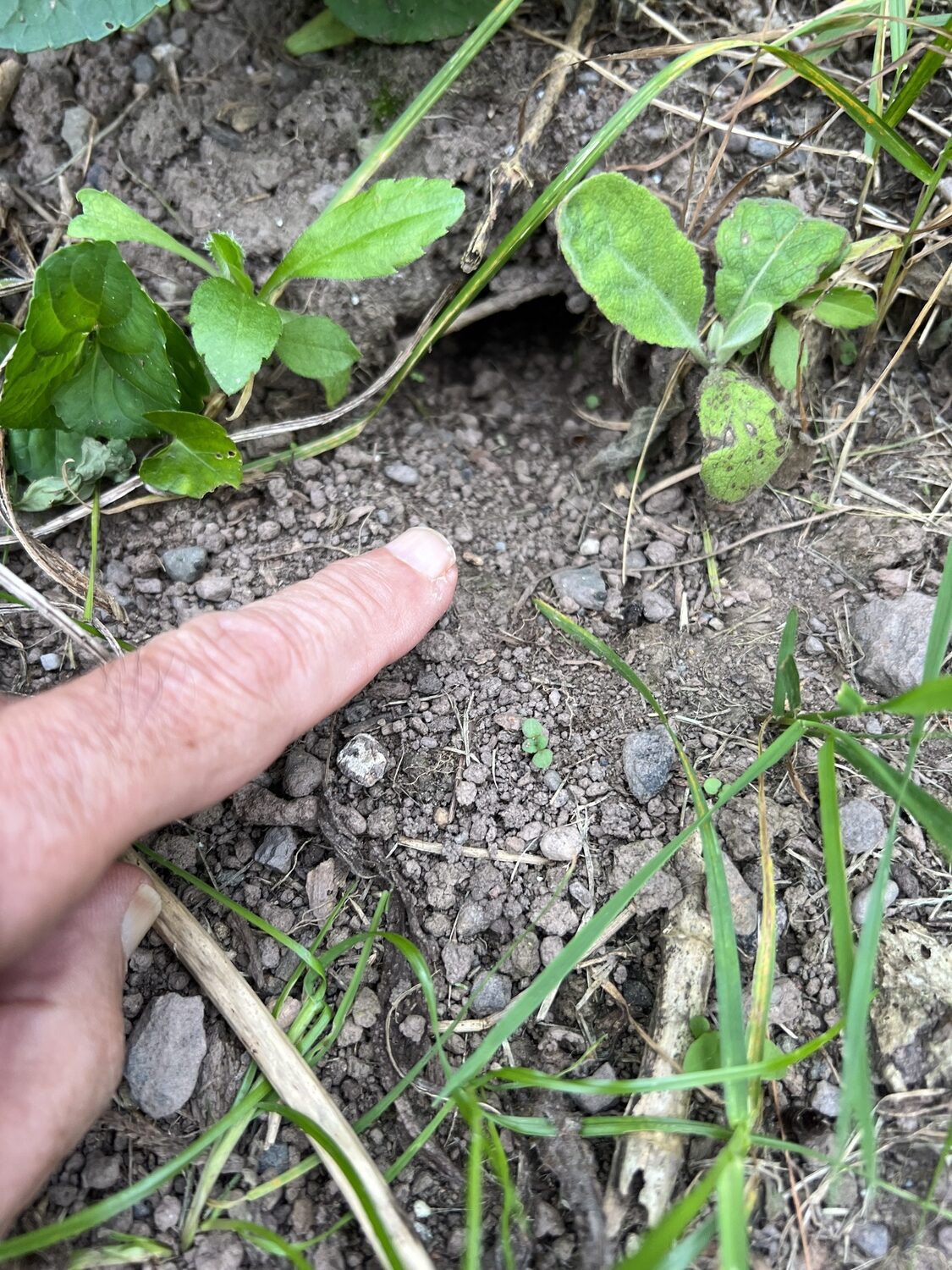 Four steps to catching voles. Step 1: Locate the home base.  It’s usually a 2-inch diameter hole at the base of a fruit tree or where lupines, poppies or other fleshy rooted perennials are growing. This was at the base of a perennial hibiscus.
ANDREW MESSINGER